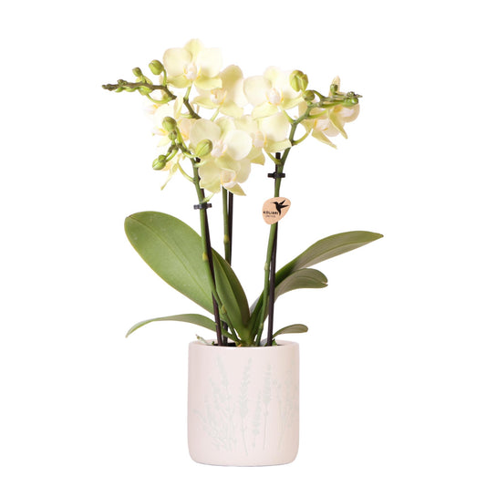 Kolibri Orchids | Gele orchidee Mexico + Floral sierpot lichtblauw - potmaat Ø9cm | bloeiende kamerplant - vers van de kweker