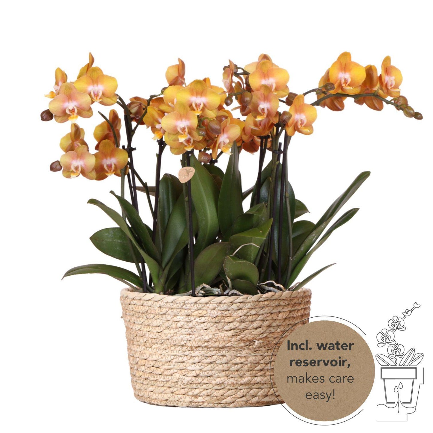 Kolibri Orchids | oranje orchideeënset in Reed Basket incl. waterreservoir | drie oranje orchideeën Las Vegas 12cm | Mono Bouquet oranje met zelfvoorzienend waterreservoir