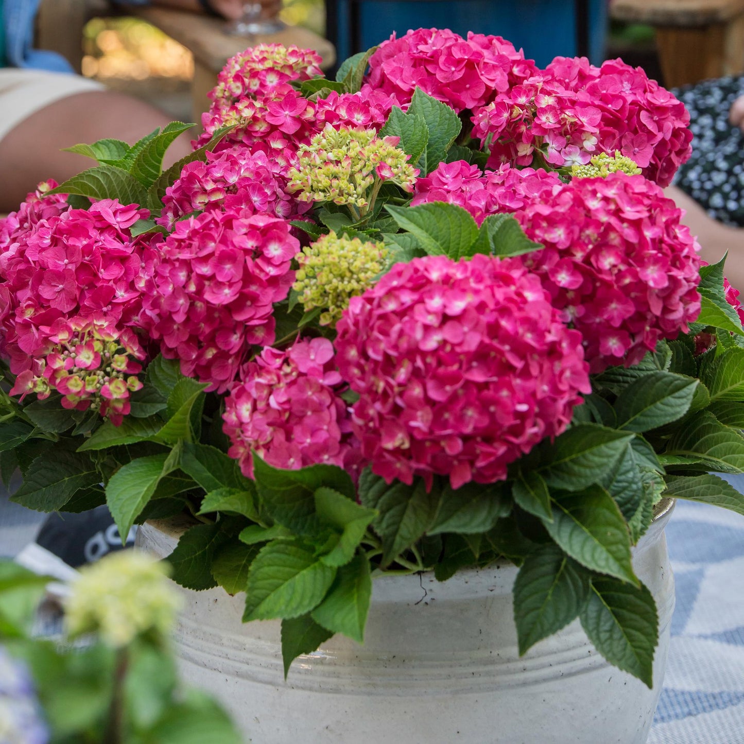 Green boutiQ - Tuinplant - Hydrangea Endles Summer Summer Love Red - Hortensia - Winterhard - Rood - 2 Planten - Pot 14cm - Hoogte 20-25cm