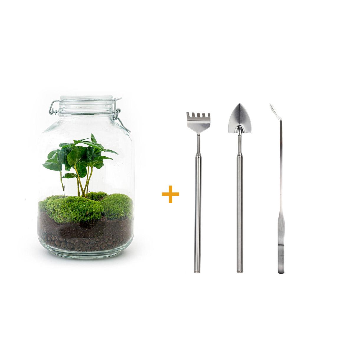 DIY terrarium - Jar - Coffea Arabica - ↕ 28 cm