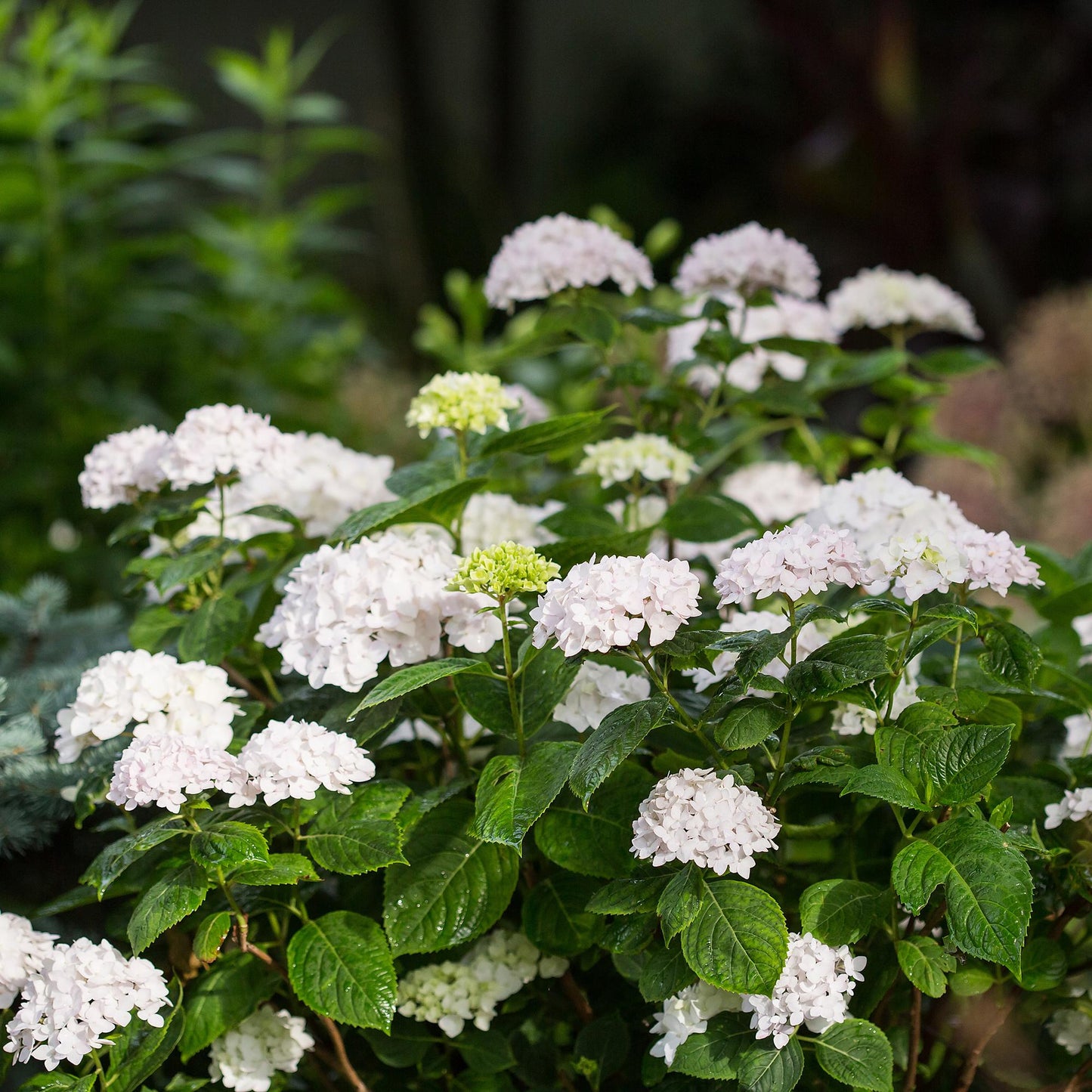 Green boutiQ - Tuinplant - Hydrangea Endles Summer The Bride - Hortensia - Winterhard - Wit - 1 Plant - Pot 14cm - Hoogte 20-25cm