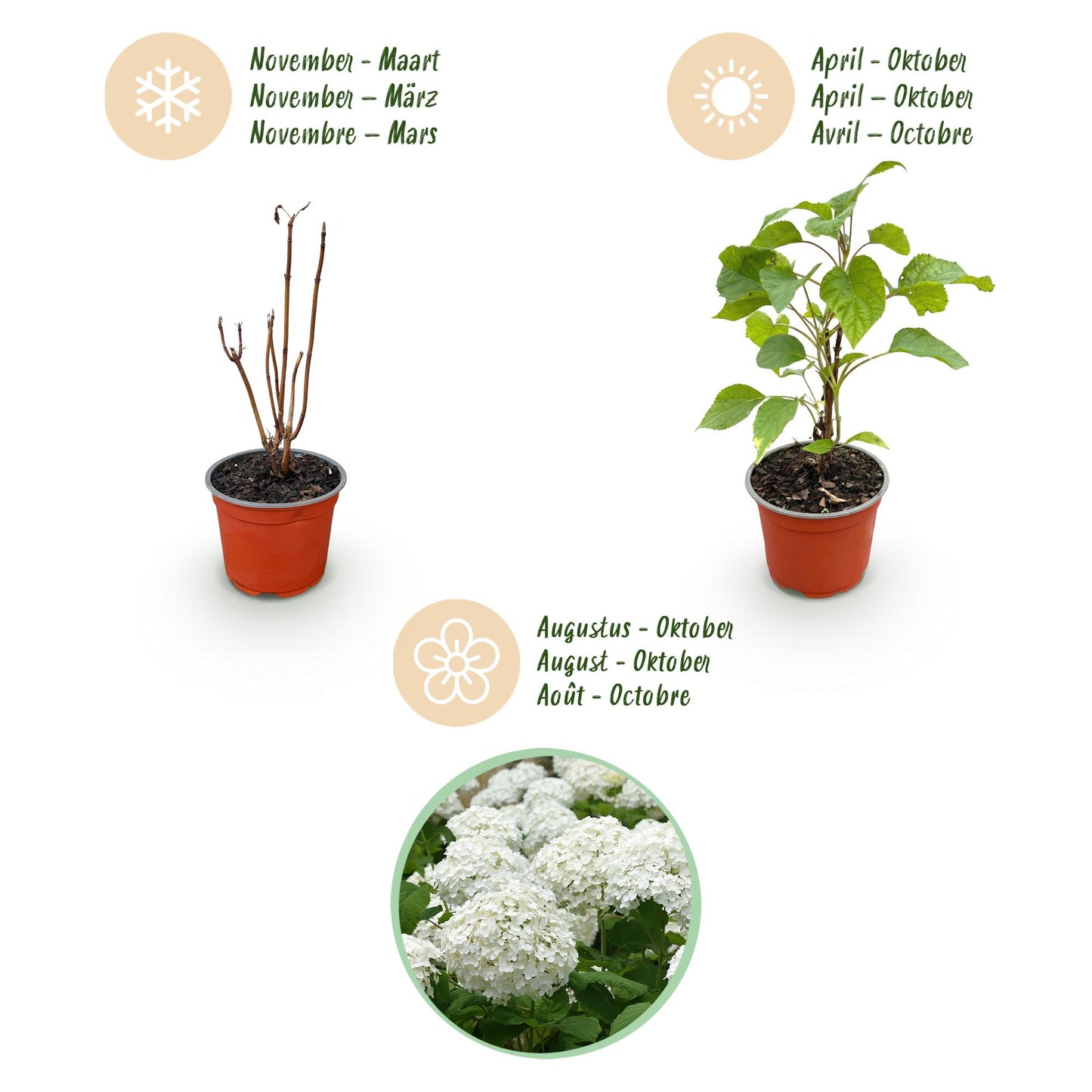 Green boutiQ - Tuinplant - Hydrangea arborescens Annabelle - Hortensia - Winterhard - Wit - 1 Plant - Pot 12cm - Hoogte Hoogte 20-30cm