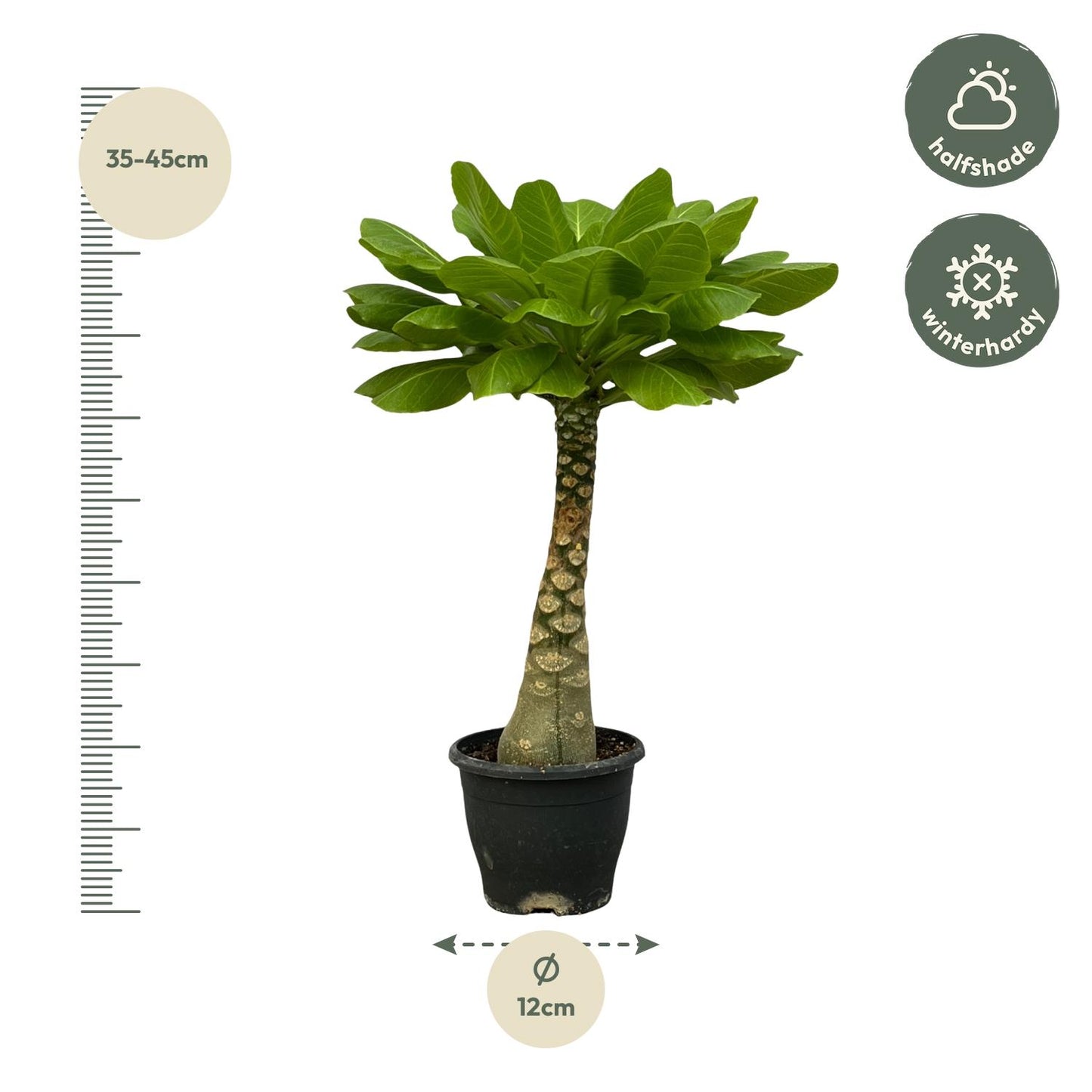 Brighamia Insignis - 25 cm - Ø12cm