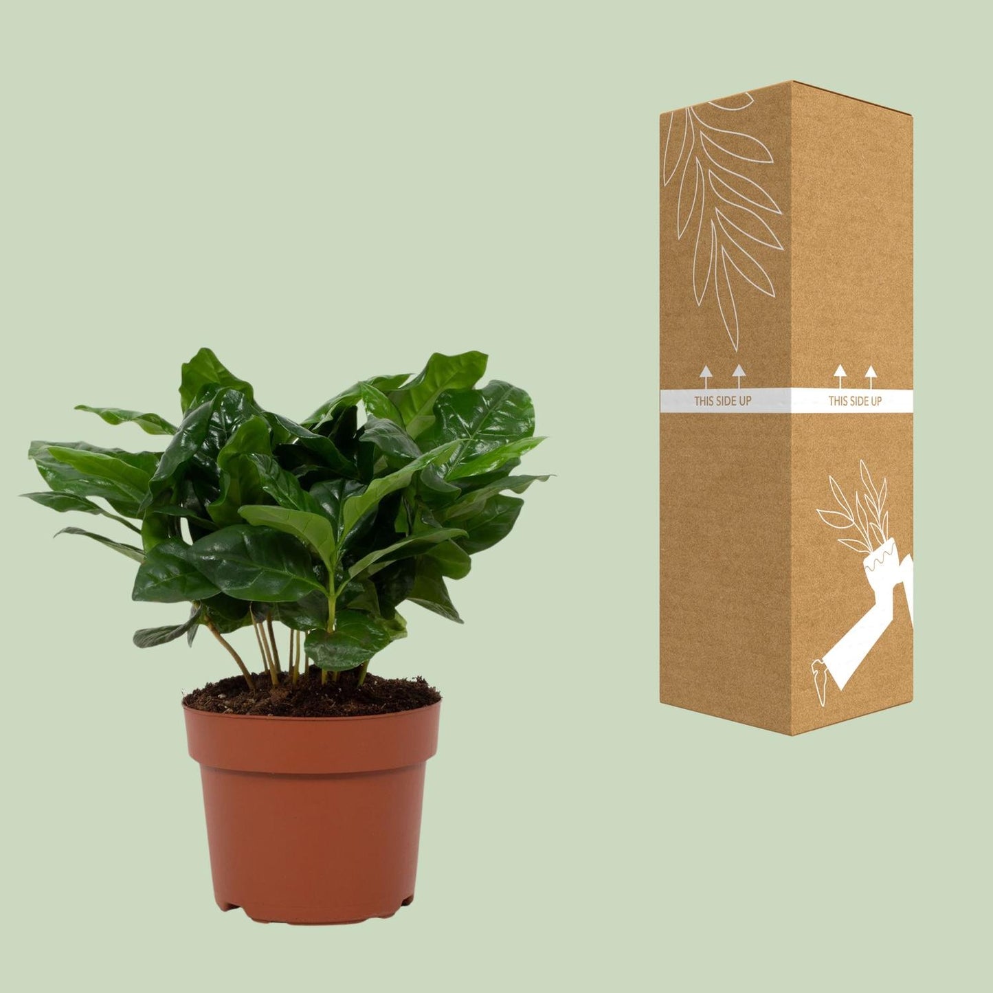 Coffea Arabica 12cm - Ø12cm - ↕22cm