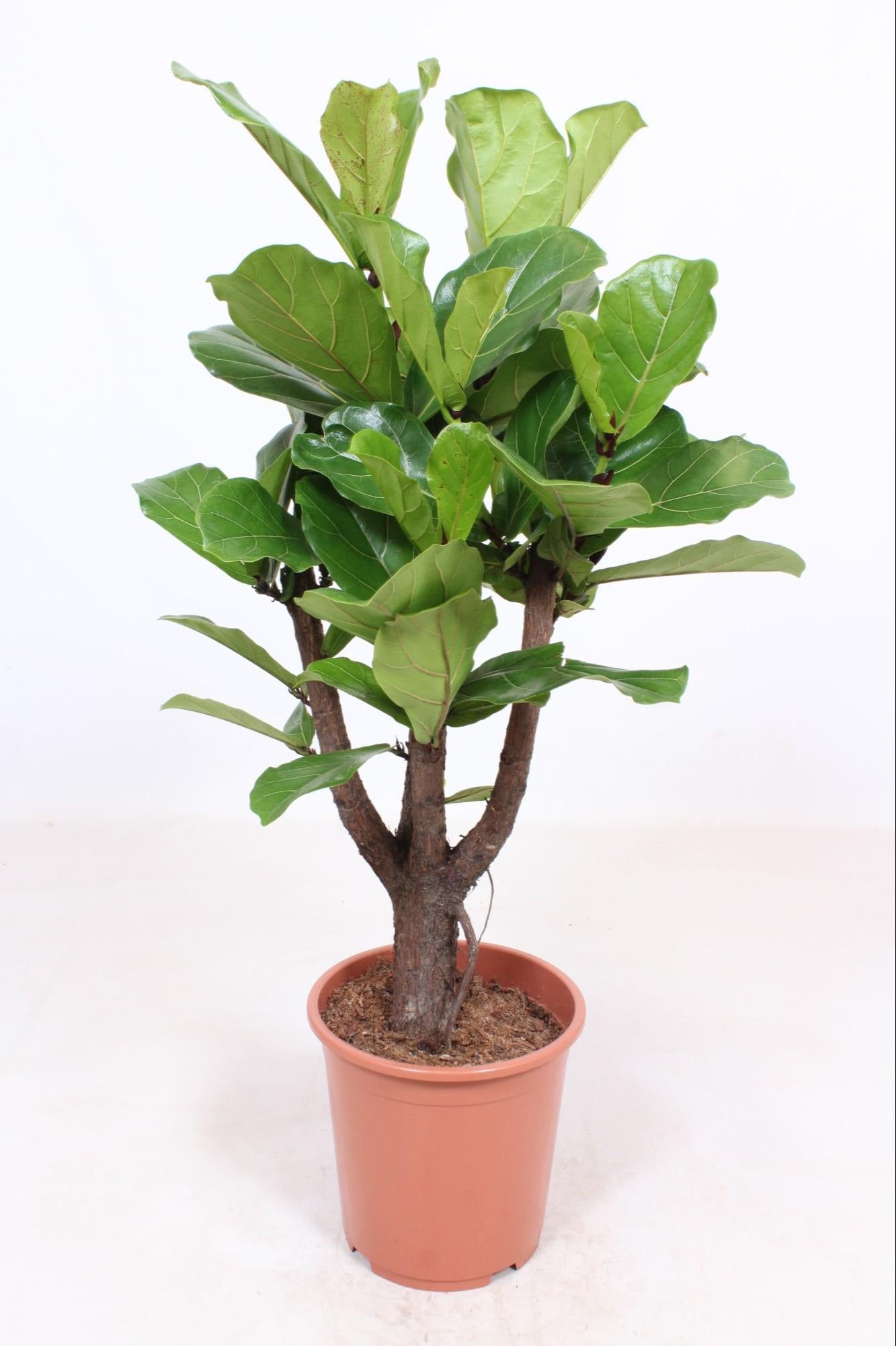 Ficus Lyrata vertakt - Ø27cm - ↕120cm