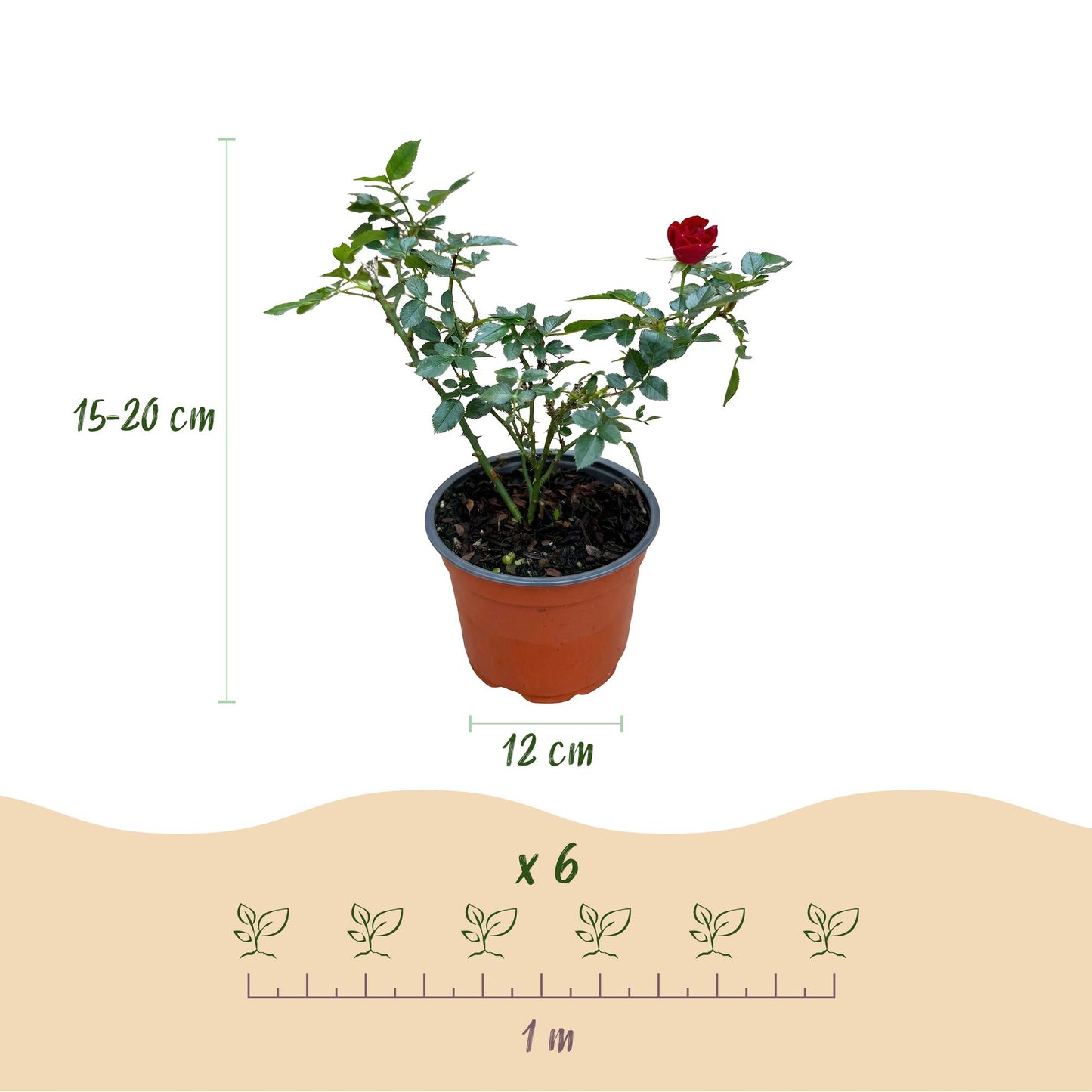 Green boutiQ - Tuin Roos - Rosa Rote The Fairy - Roos - Winterhard - Rood - 1 Plant - Pot 12cm - Hoogte Hoogte 20-25cm