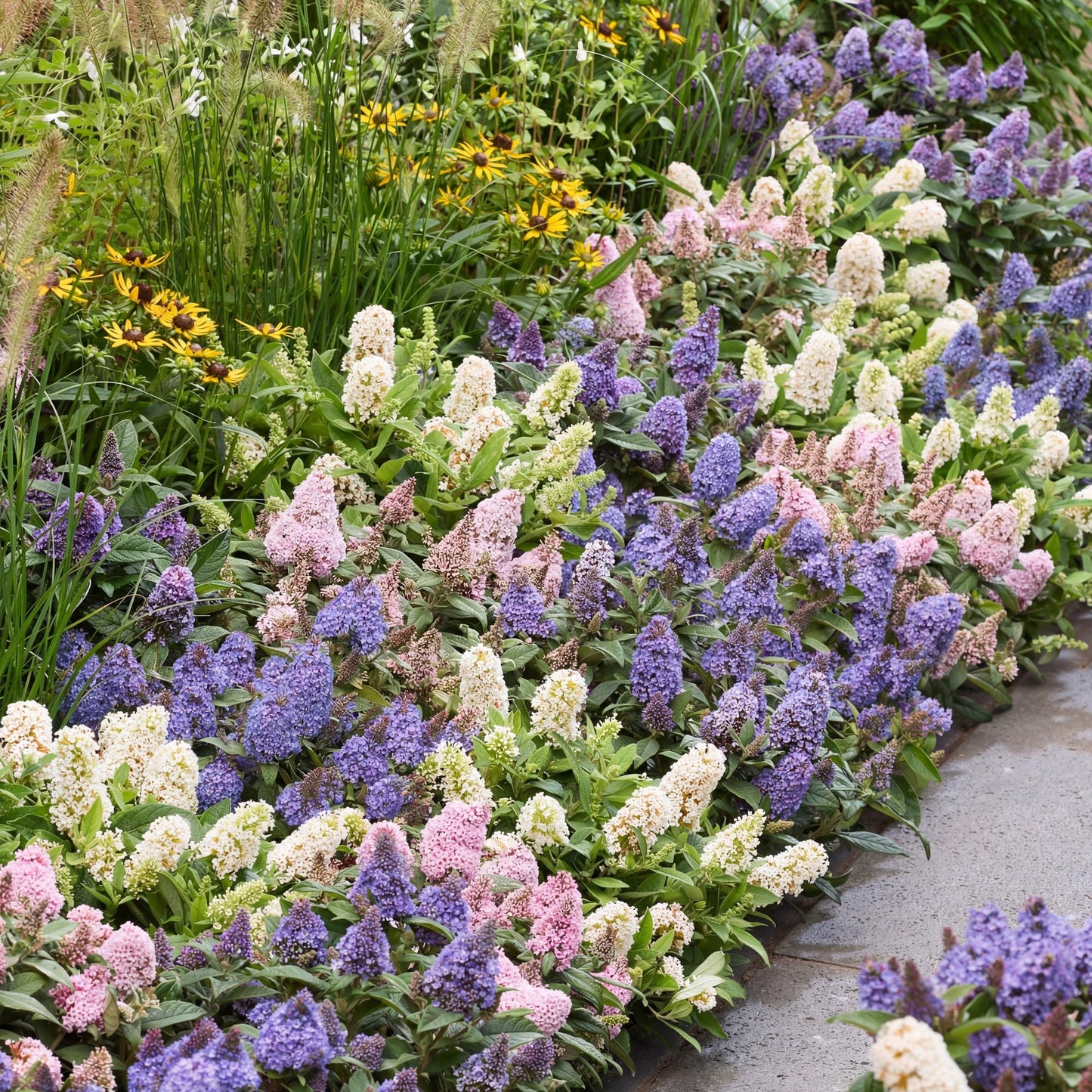 Green boutiQ - Tuinplant - Buddleja davidii Butterfly Candy Little Tricolour - Vlinderstruik - Compact - Roze-Wit-Lila - 3 Planten - Pot 12cm - Hoogte 20-25cm