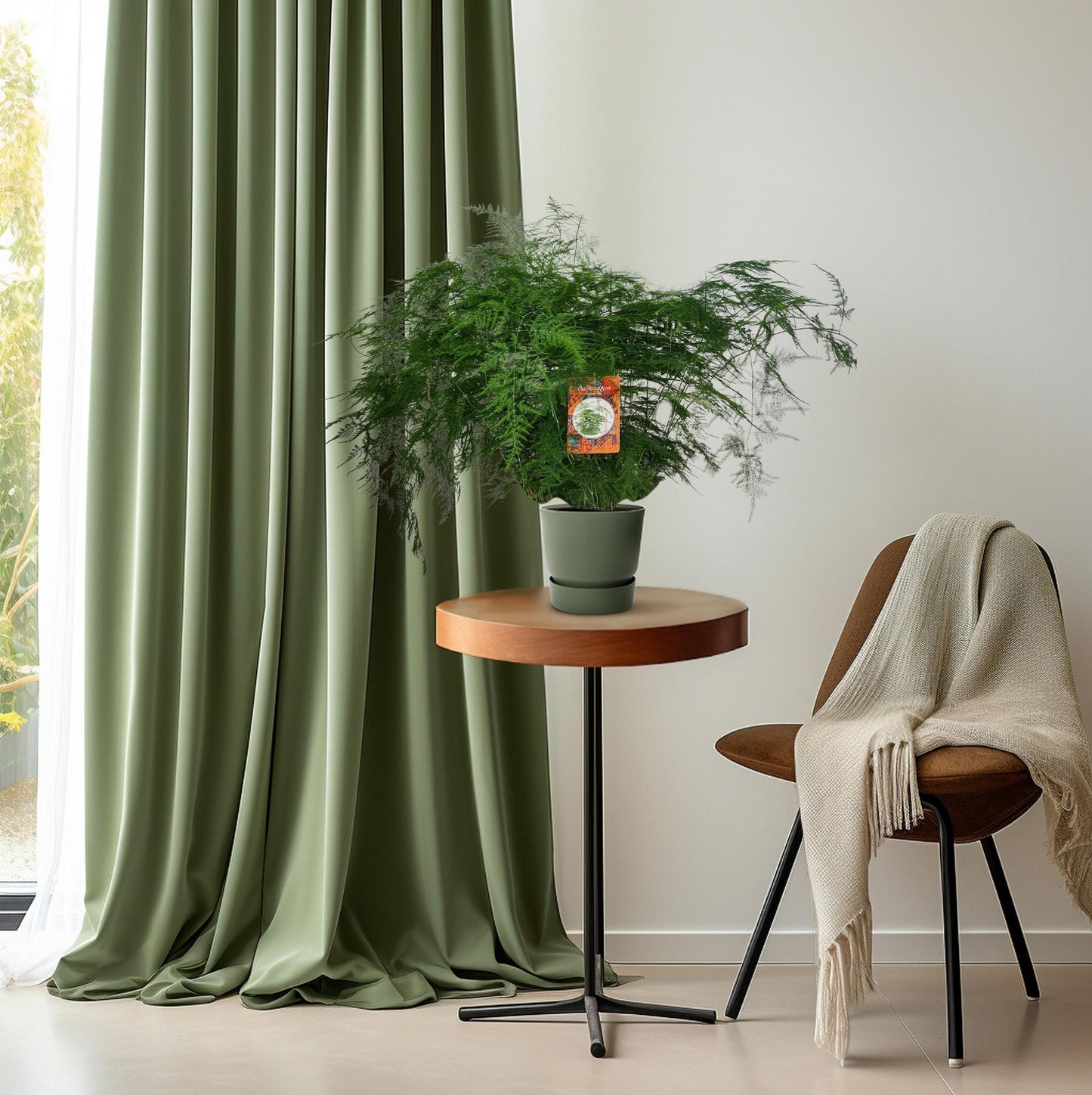 Asparagus Setaceus - Ø27cm - ↕70cm