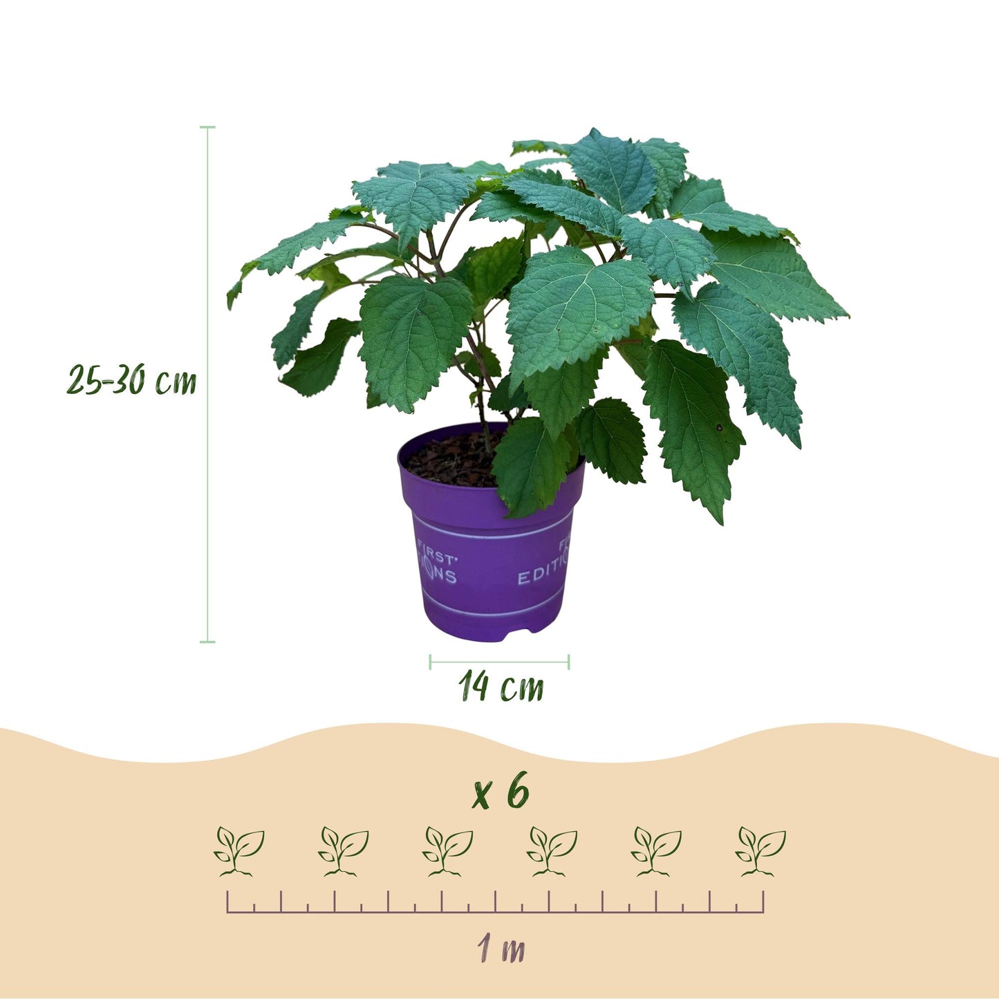 Green boutiQ - Tuinplant - Hydrangea arborescens FlowerWOW - Hortensia - Winterhard - Wit - 1 Plant - Pot 14cm - Hoogte Hoogte 20-30cm