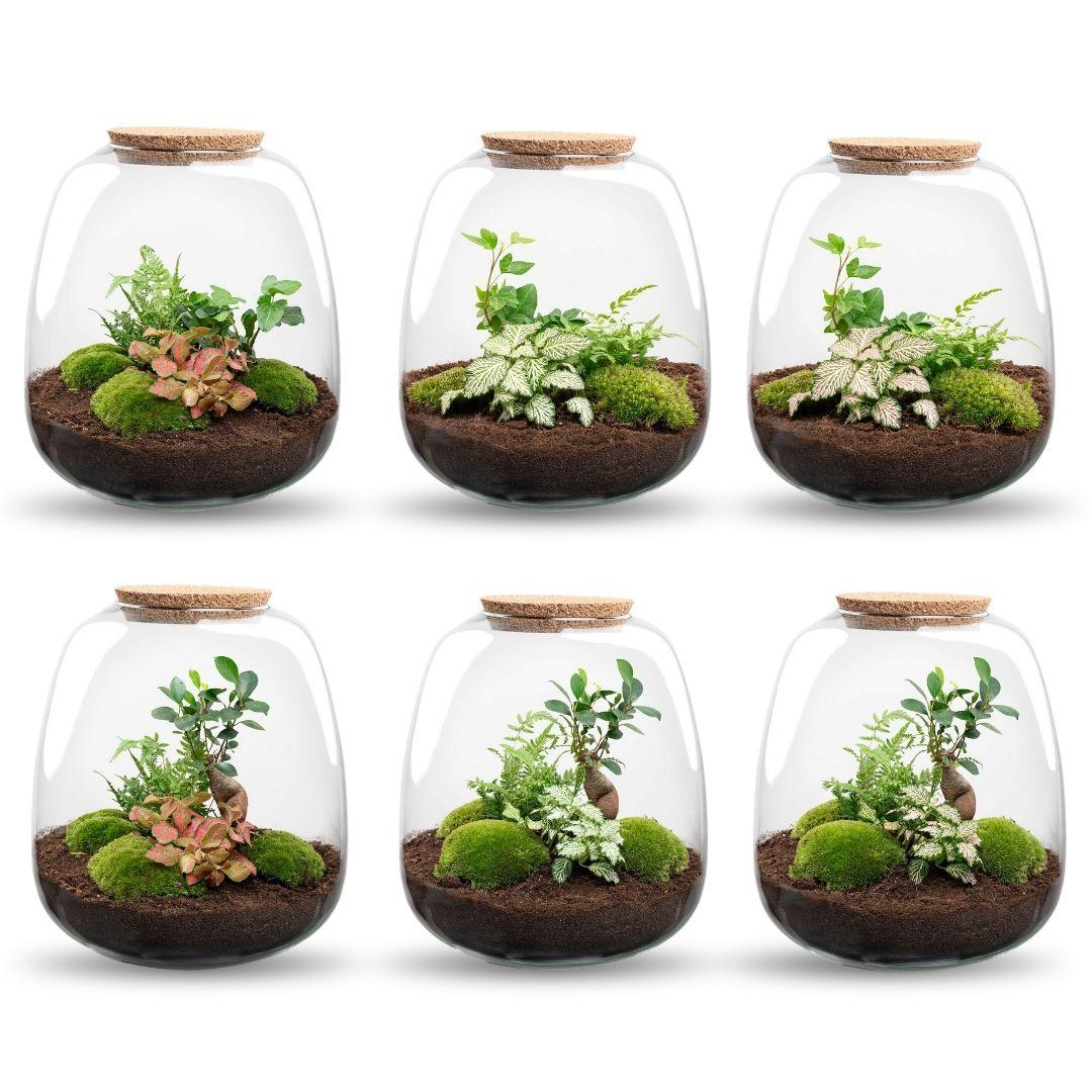 Planten terrarium - Emma - DIY kit - ↑ 25 cm - Ø 23 cm - Hedera White