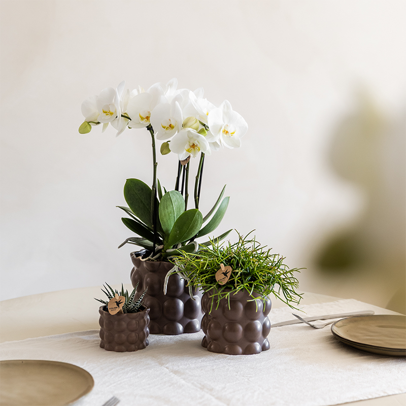 Kolibri Orchids | Plantenset Cotton bruin | Groene planten met witte Phalaenopsis orchidee Ghent in keramieken sierpotten