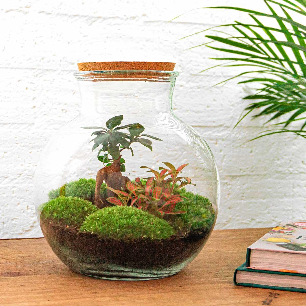 DIY Planten terrarium (met licht) - Teddy Bonsai - Ø 25 cm ↑ 26,5 cm - Rake + Shovel + Tweezer + Scissors