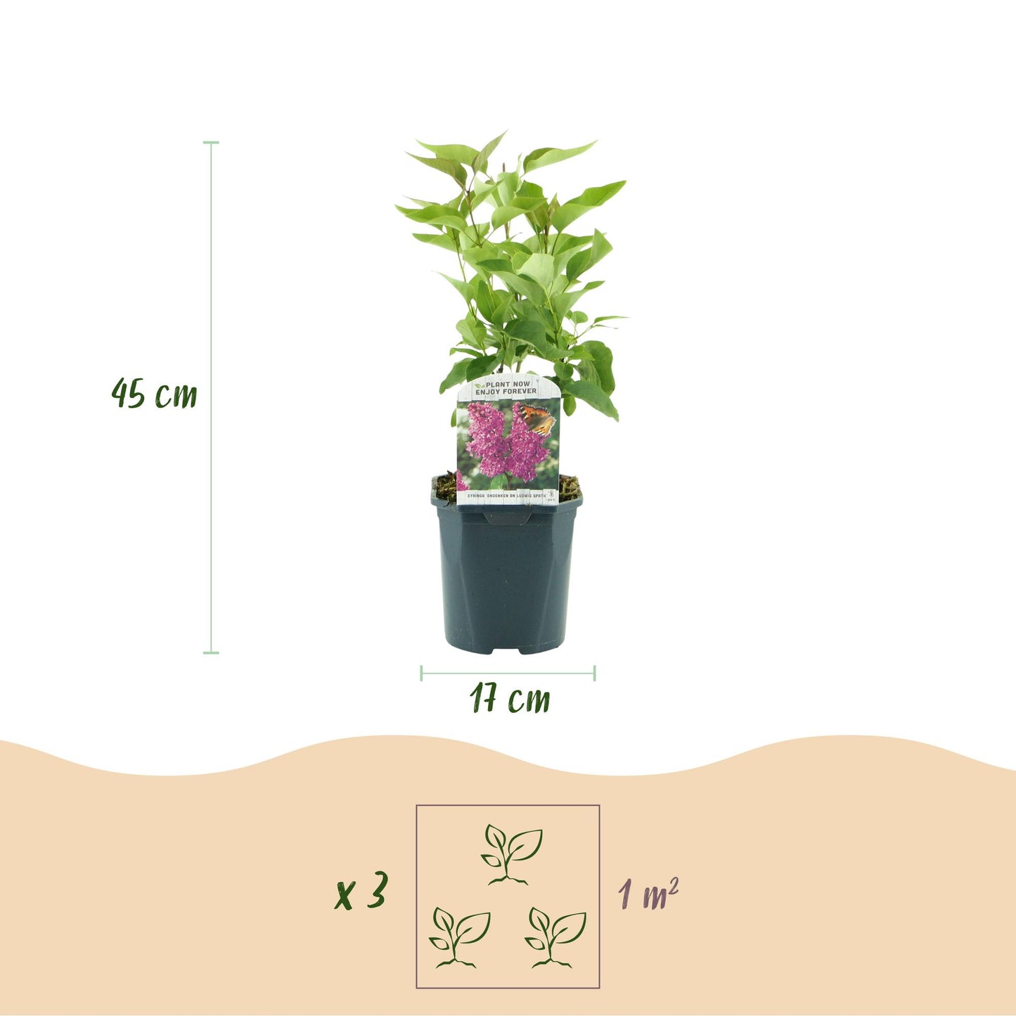 Green boutiQ - Tuinplant - Syringa vulgaris Ludwig Spath - Gewone Sering - Winterhard - Paars - 1 Plant - Pot 17cm - Hoogte 45cm