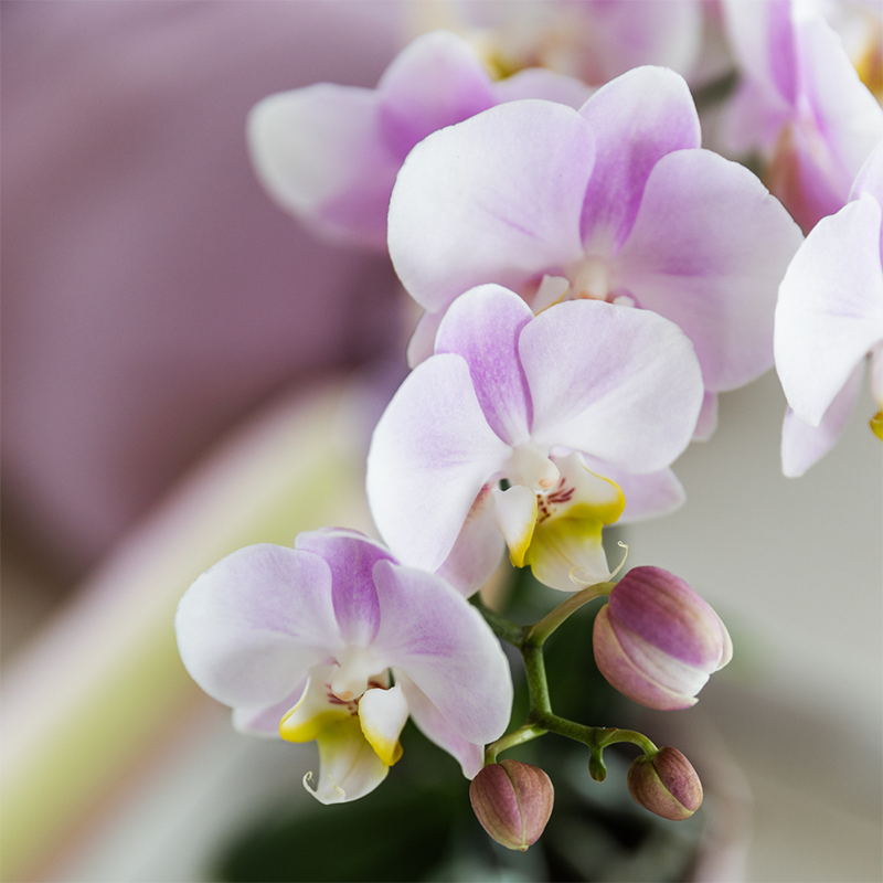 Kolibri Orchids | COMBI DEAL van 2 Phalaenopsis orchideeën - Portugal - potmaat Ø9cm | bloeiende kamerplant - vers van de kweker
