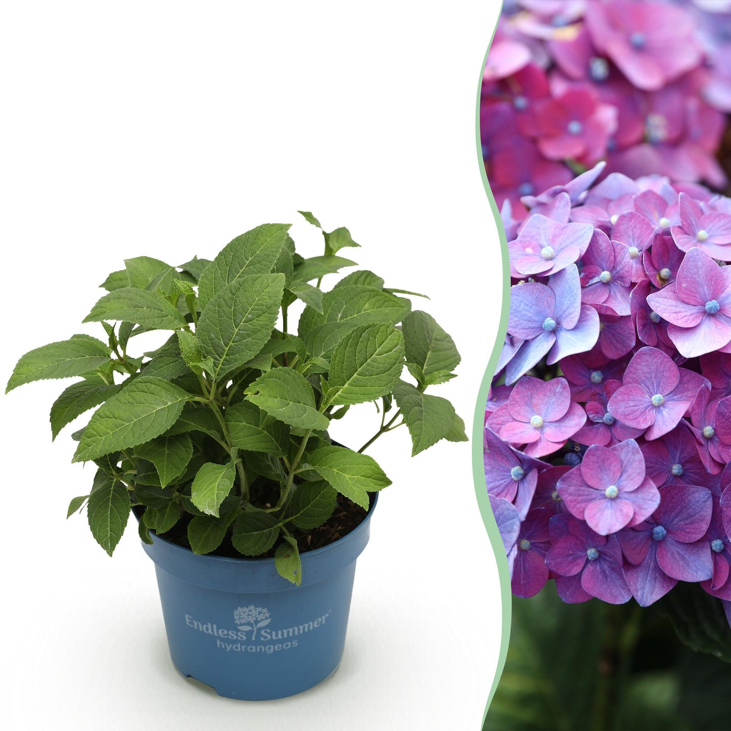 Green boutiQ - Tuinplant - Hydrangea Endles Summer Summer Love Purple - Hortensia - Winterhard - Paars - 1 Plant - Pot 14cm - Hoogte 20-25cm