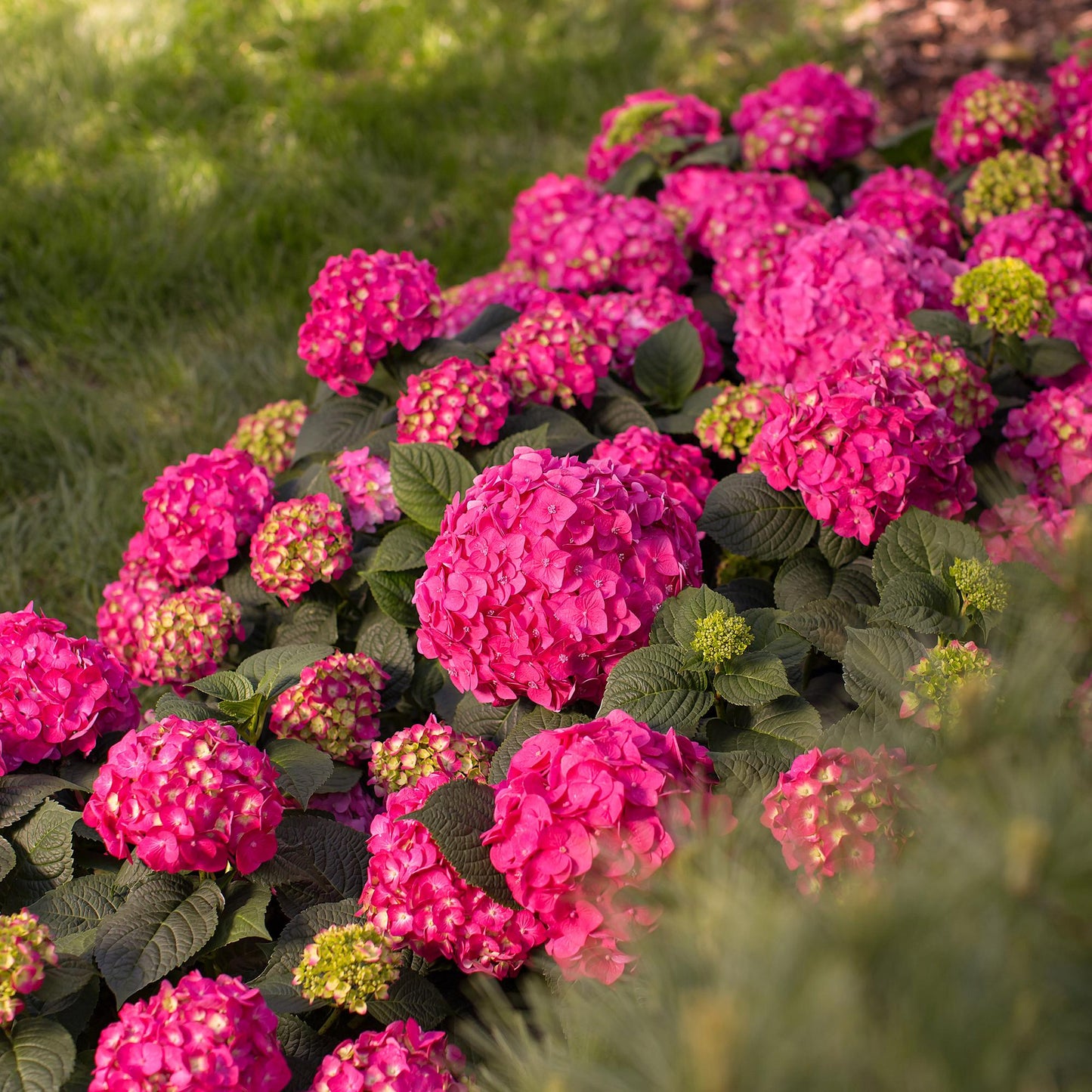Green boutiQ - Tuinplant - Hydrangea Endles Summer Summer Love Red - Hortensia - Winterhard - Rood - 2 Planten - Pot 14cm - Hoogte 20-25cm