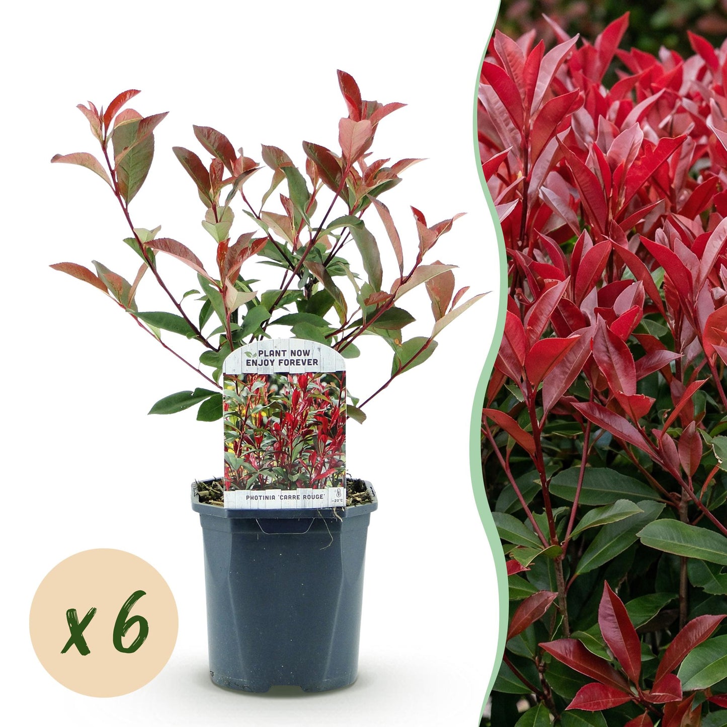 Green boutiQ - Haagplanten - Photinia fraseri Carre Rouge - groen rood  - 6 planten - 1 strekkende meter - groenblijvend - pot 17cm hoogte 55cm