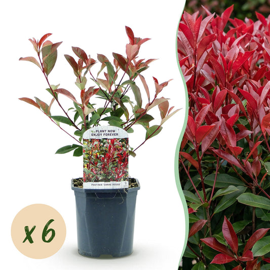 Green boutiQ - Haagplanten - Photinia fraseri Carre Rouge - groen rood  - 6 planten - 1 strekkende meter - groenblijvend - pot 17cm hoogte 55cm
