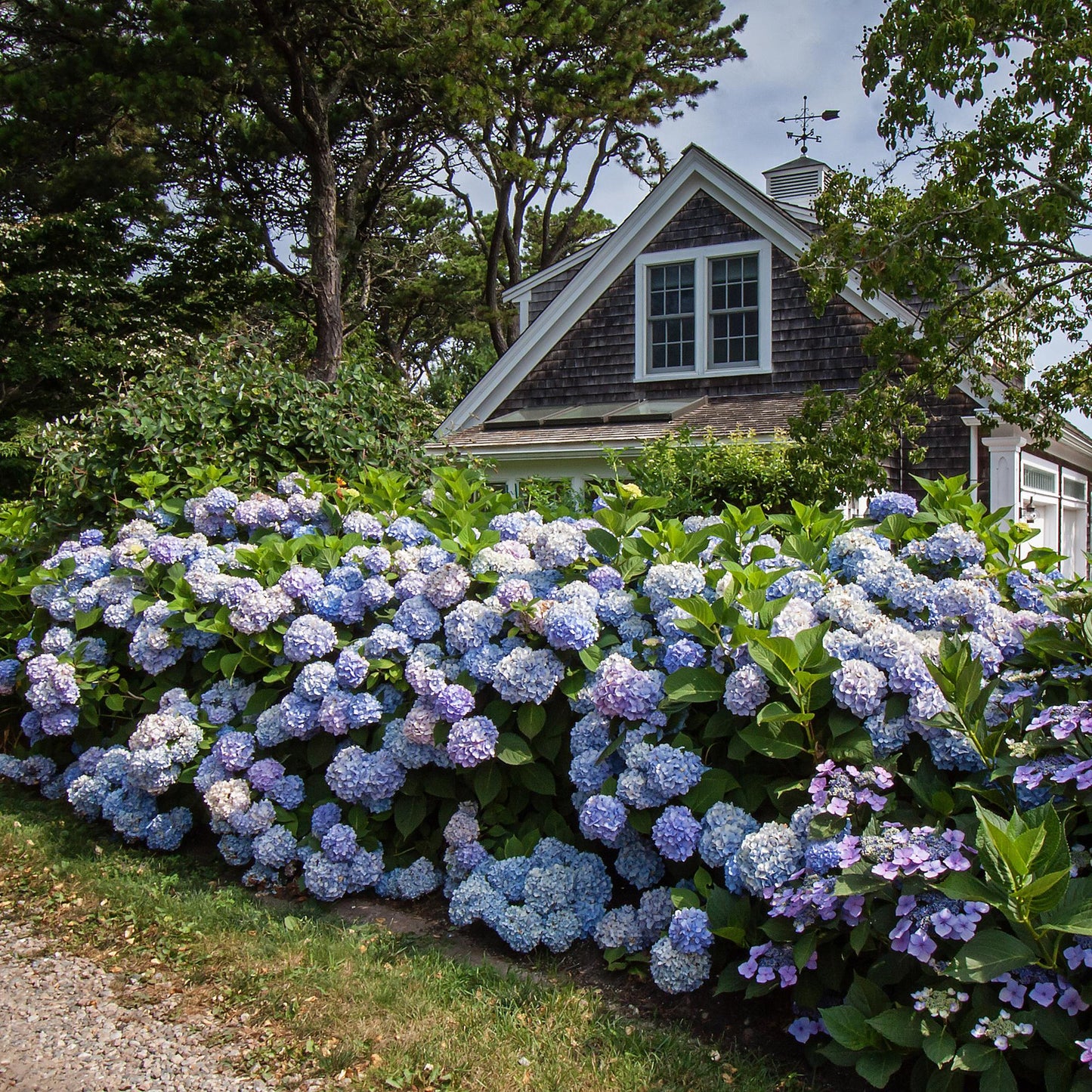 Green boutiQ - Tuinplant - Hydrangea Endles Summer The Orginal Blue - Hortensia - Winterhard - Blauw - 2 Planten - Pot 14cm - Hoogte 20-25cm