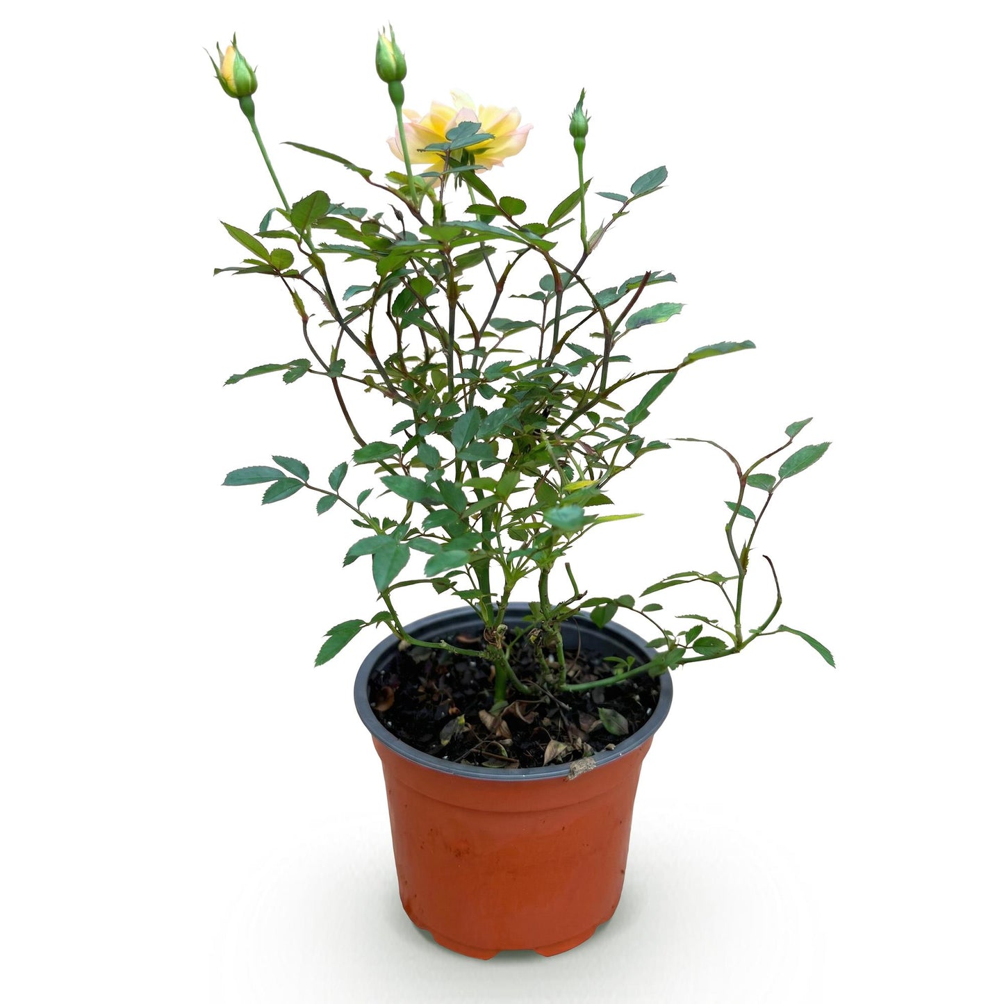 Green boutiQ - Tuin Roos - Rosa Tricolor Fairy - Roos - Winterhard - Geel-Roze - 1 Plant - Pot 12cm - Hoogte Hoogte 20-25cm