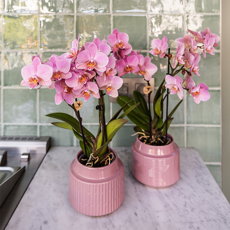Kolibri Orchids | COMBI DEAL van 4 Phalaenopsis orchideeën - Treviso - potmaat Ø9cm | bloeiende kamerplant - vers van de kweker
