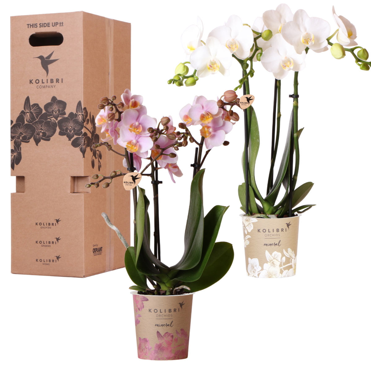 Kolibri Orchids - Surprise box mix - planten voordeel box - verrassingsbox met 2 verschillende orchideeën Ø9cm - vers van de kweker