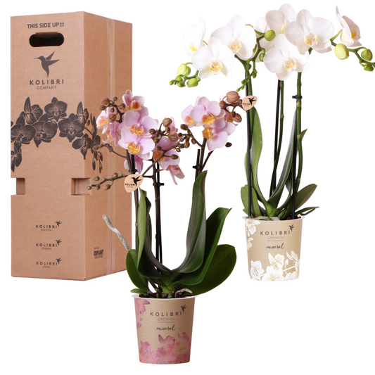 Kolibri Orchids - Surprise box mix - planten voordeel box - verrassingsbox met 2 verschillende orchideeën Ø9cm - vers van de kweker