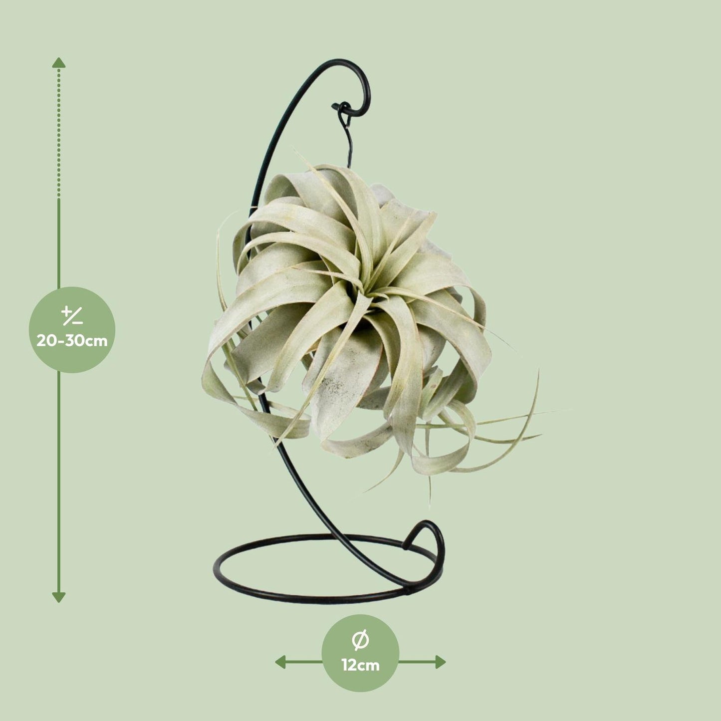 Tillandsia King Xero - Ø12cm - ↕23cm