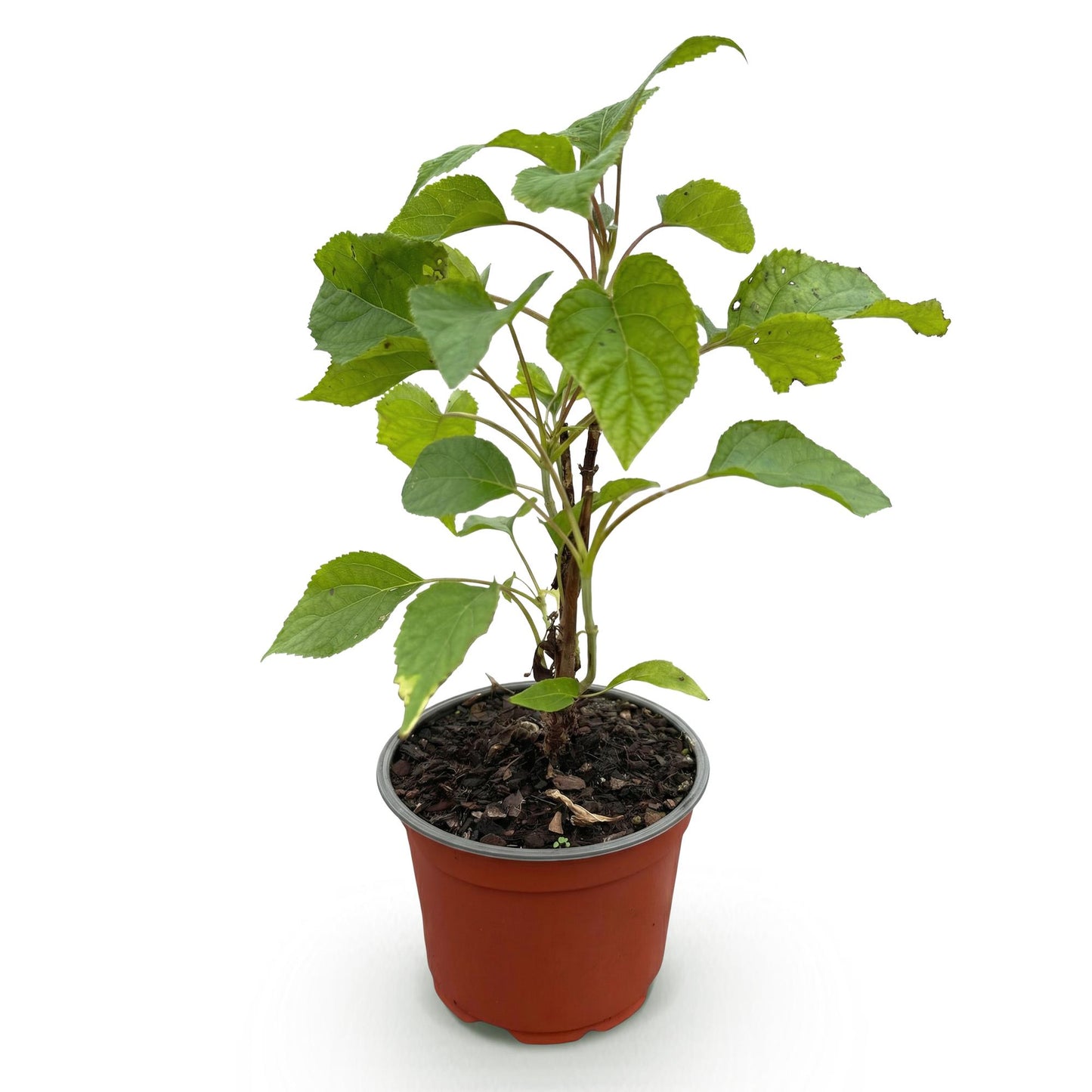 Green boutiQ - Tuinplant - Hydrangea arborescens Annabelle - Hortensia - Winterhard - Wit - 1 Plant - Pot 12cm - Hoogte Hoogte 20-30cm