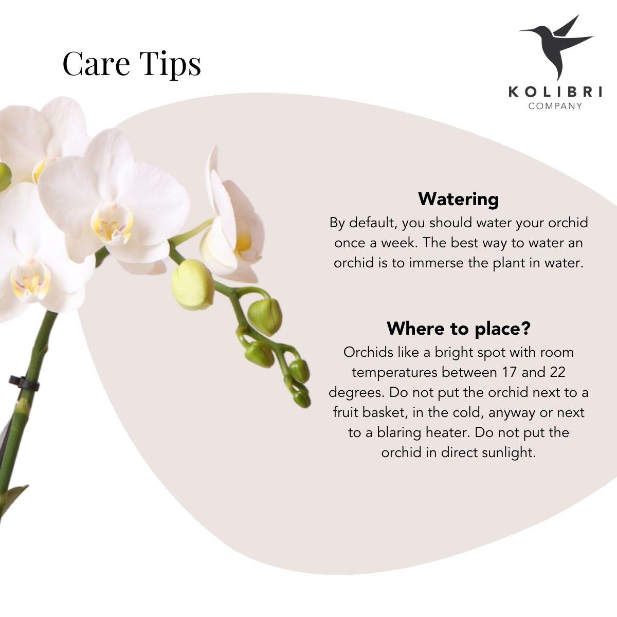 Kolibri Orchids | witte Phalaenopsis orchidee – Amabilis + Elite pot gold – potmaat Ø9cm – 40cm hoog | bloeiende kamerplant in bloempot - vers van de kweker