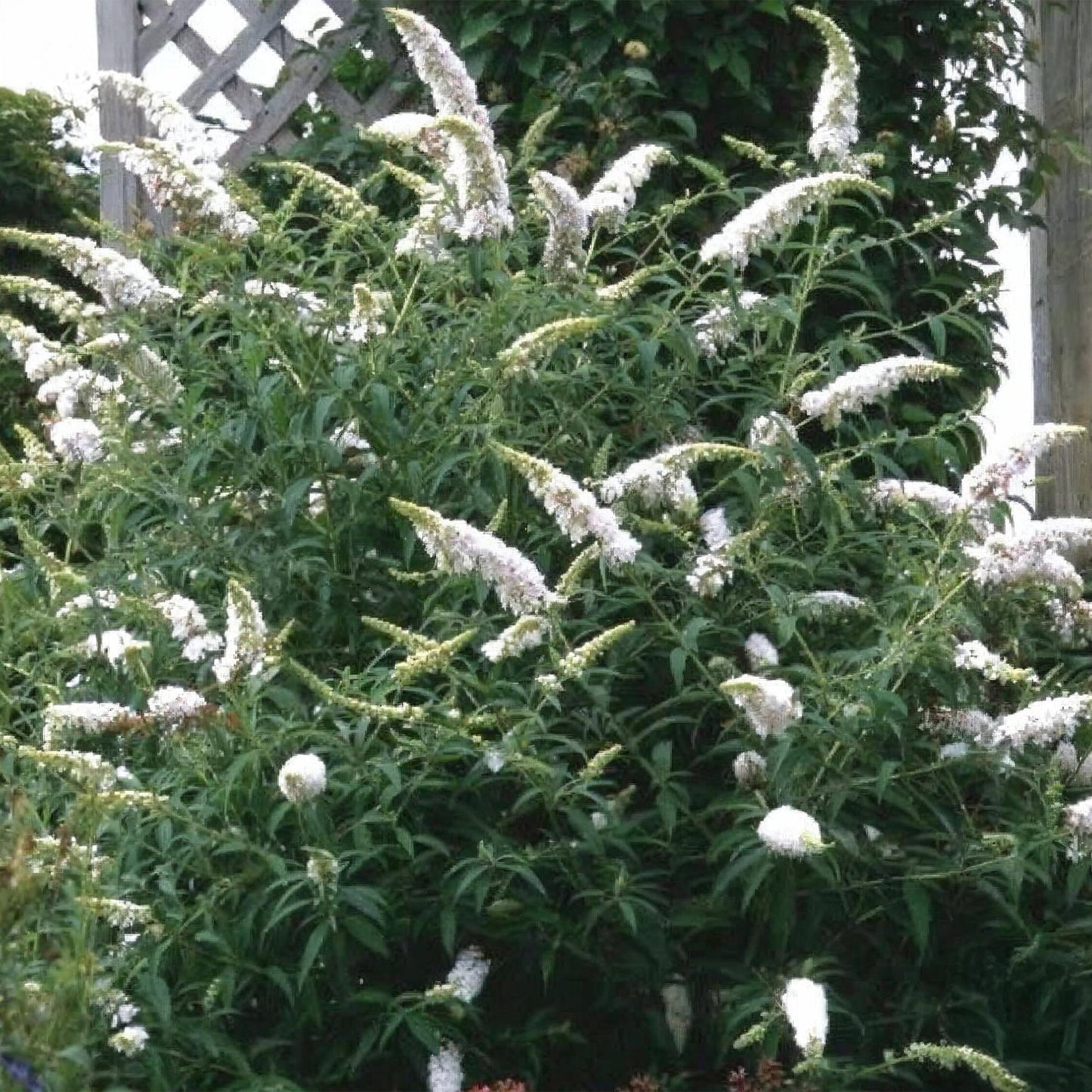 Green boutiQ - Tuinplant - Buddleja davidii White Profusion - Vlinderstruik - Winterhard - Wit - 3 Planten - Pot 17cm - Hoogte 45cm