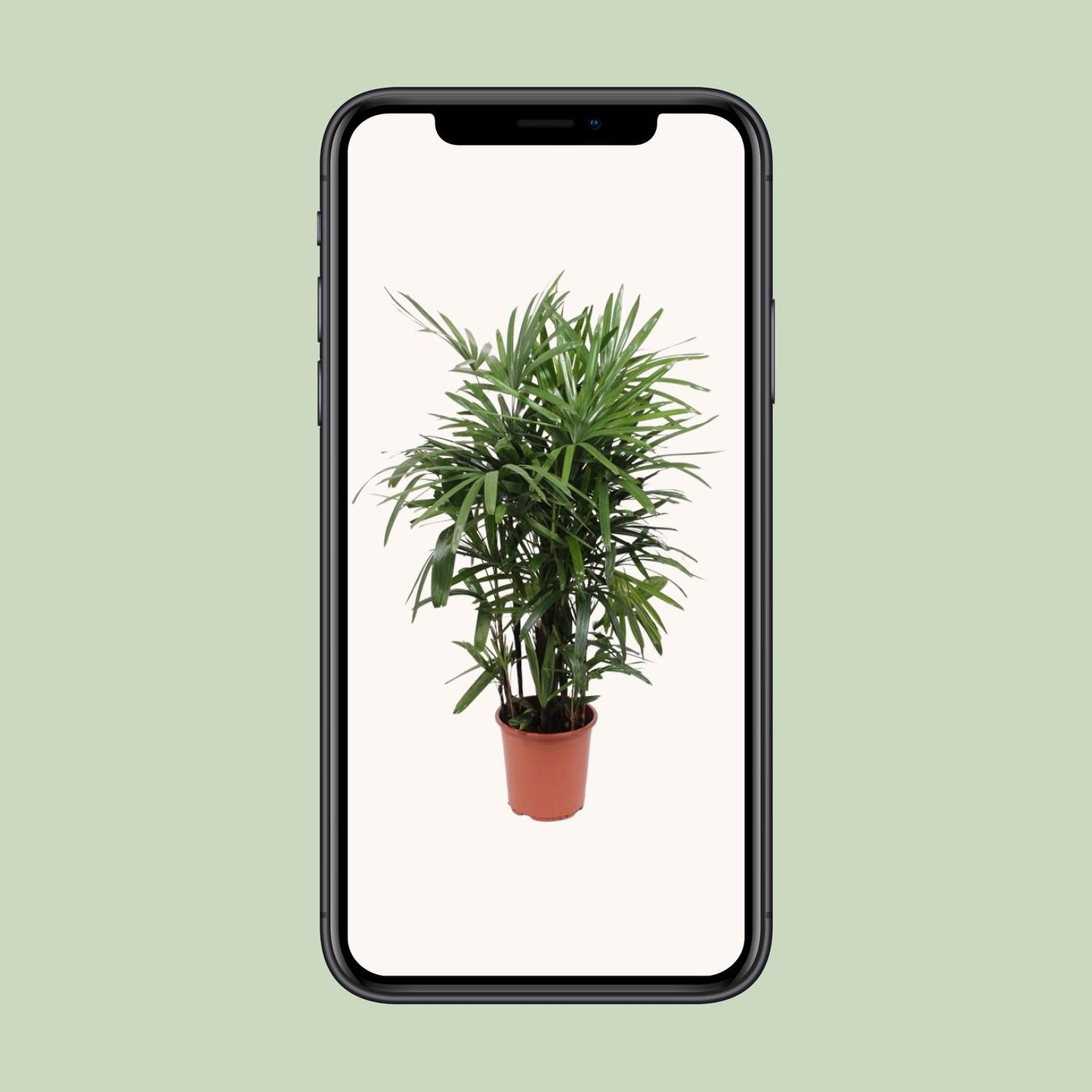 Rhapis Excelsa - Ø27cm - ↕120cm