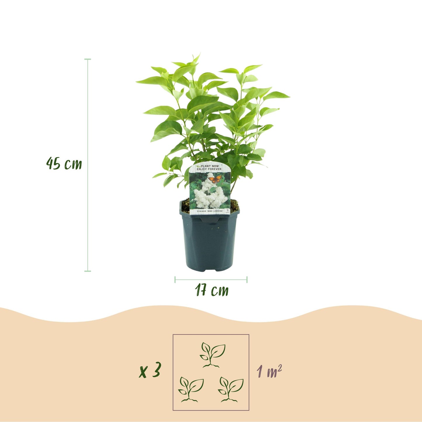 Green boutiQ - Tuinplant - Syringa vulgaris mme Lemoine - Gewone Sering - Winterhard - Wit - 1 Plant - Pot 17cm - Hoogte 45cm