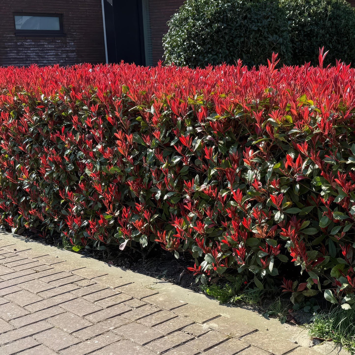 Green boutiQ - Haagplanten - Photinia fraseri Carre Rouge - groen rood  - 6 planten - 1 strekkende meter - groenblijvend - pot 17cm hoogte 55cm