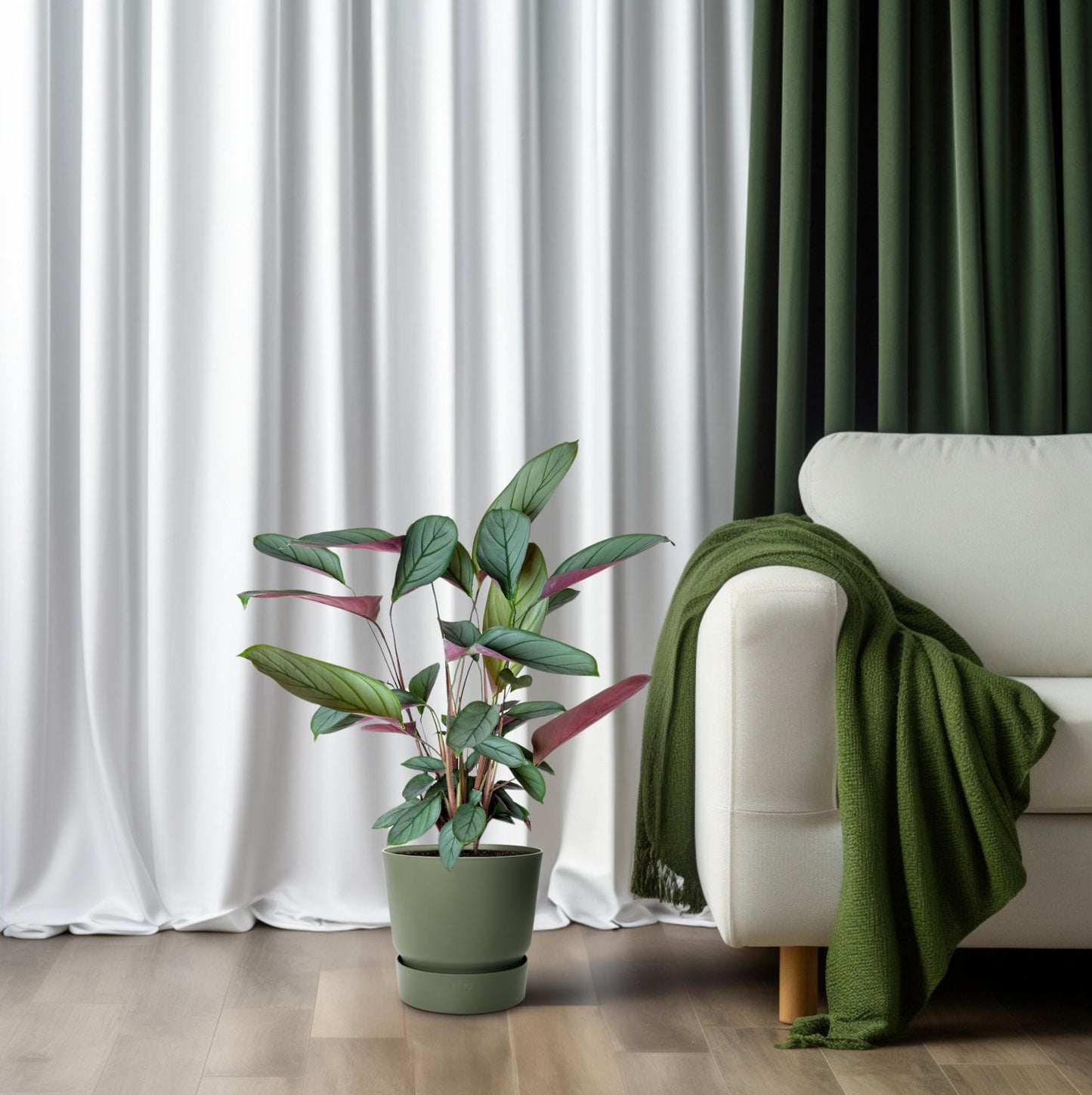 Ctenanthe Setosa - Ø17cm - ↕60cm