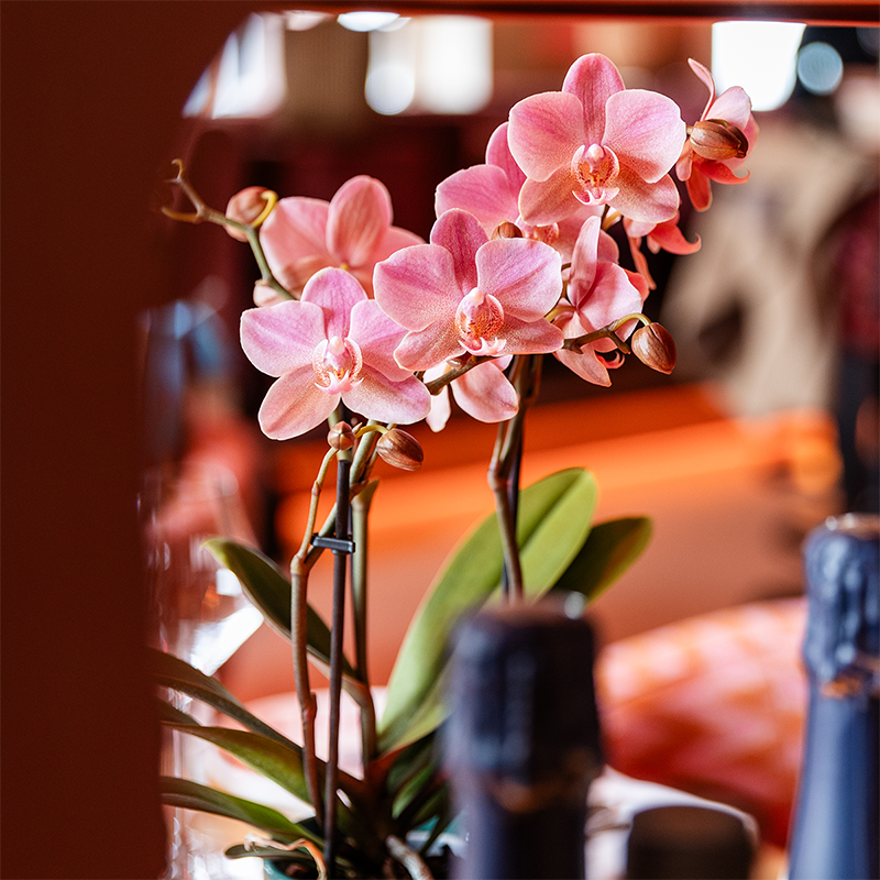 Kolibri Orchids | COMBI DEAL van 4 Phalaenopsis orchideeën - Treviso - potmaat Ø9cm | bloeiende kamerplant - vers van de kweker