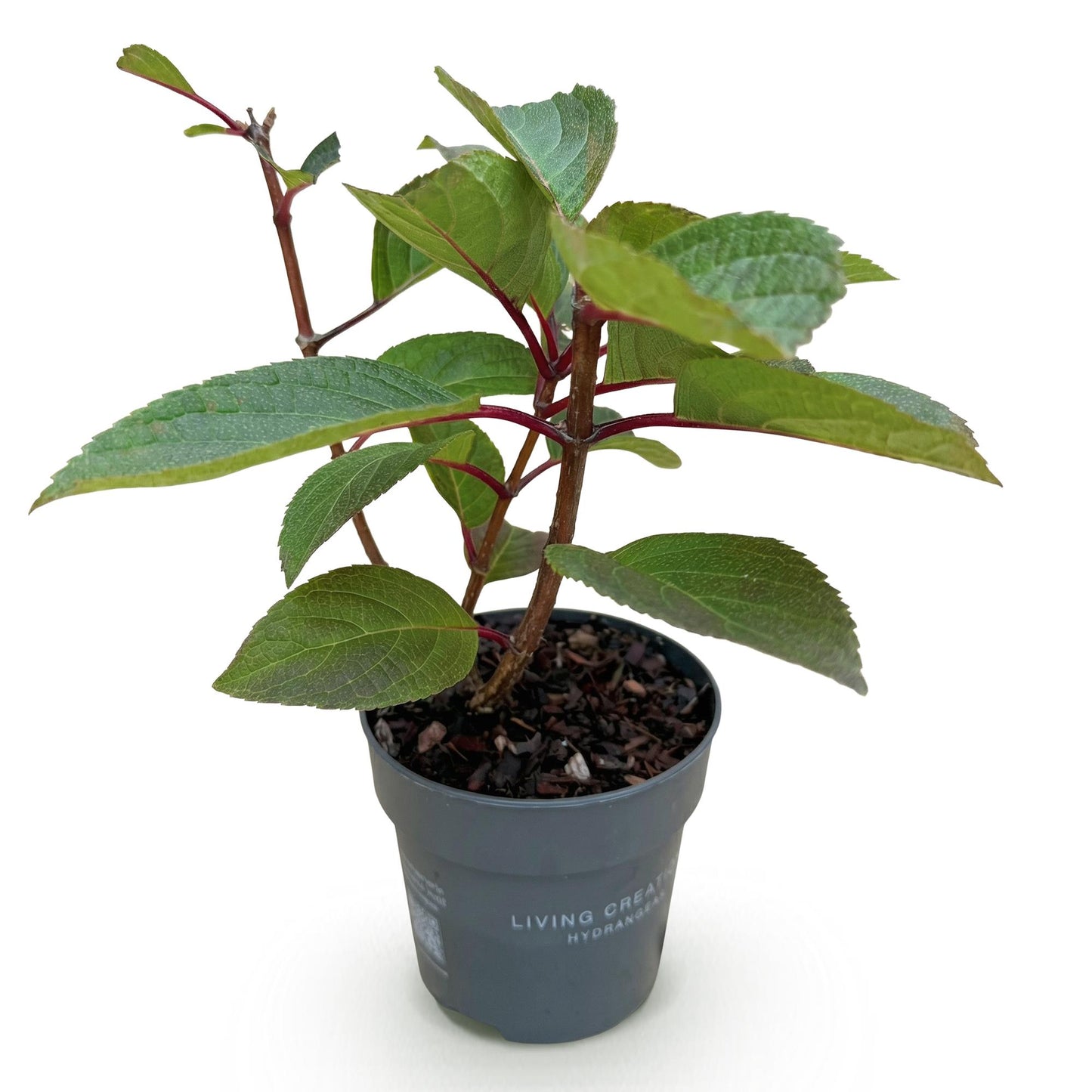 Green boutiQ - Tuinplant - Hydrangea panniculata Living Infinity - Pluimhortensia - Winterhard - Wit - 1 Plant - Pot 12cm - Hoogte Hoogte 20-30cm