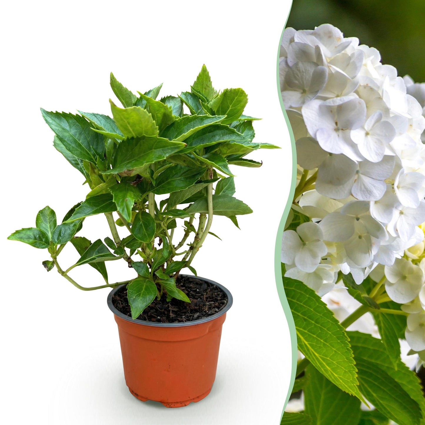 Green boutiQ - Tuinplant - Hydrangea macrophylla Wit - Hortensia - Winterhard - Wit - 1 Plant - Pot 12cm - Hoogte Hoogte 20-30cm