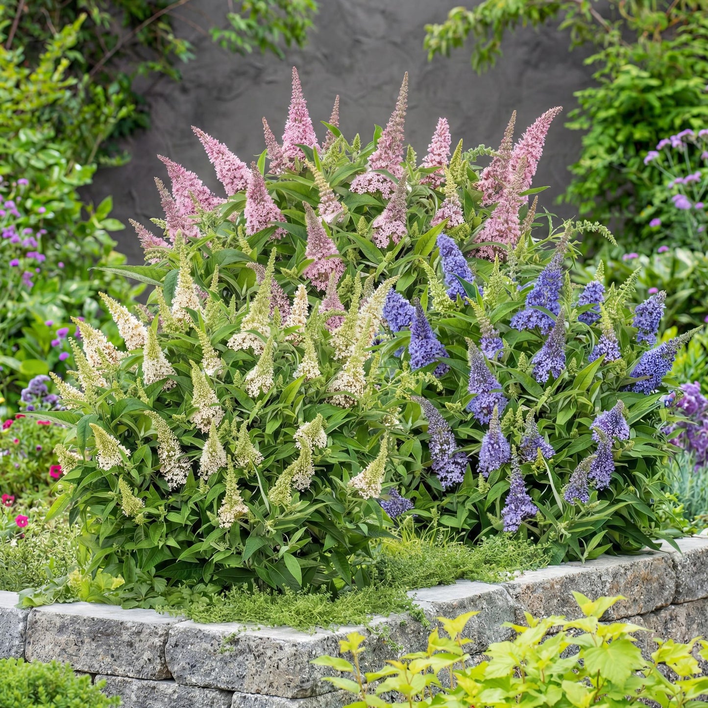 Green boutiQ - Tuinplant - Buddleja davidii Butterfly Candy Little Tricolour - Vlinderstruik - Compact - Roze-Wit-Lila - 3 Planten - Pot 12cm - Hoogte 20-25cm