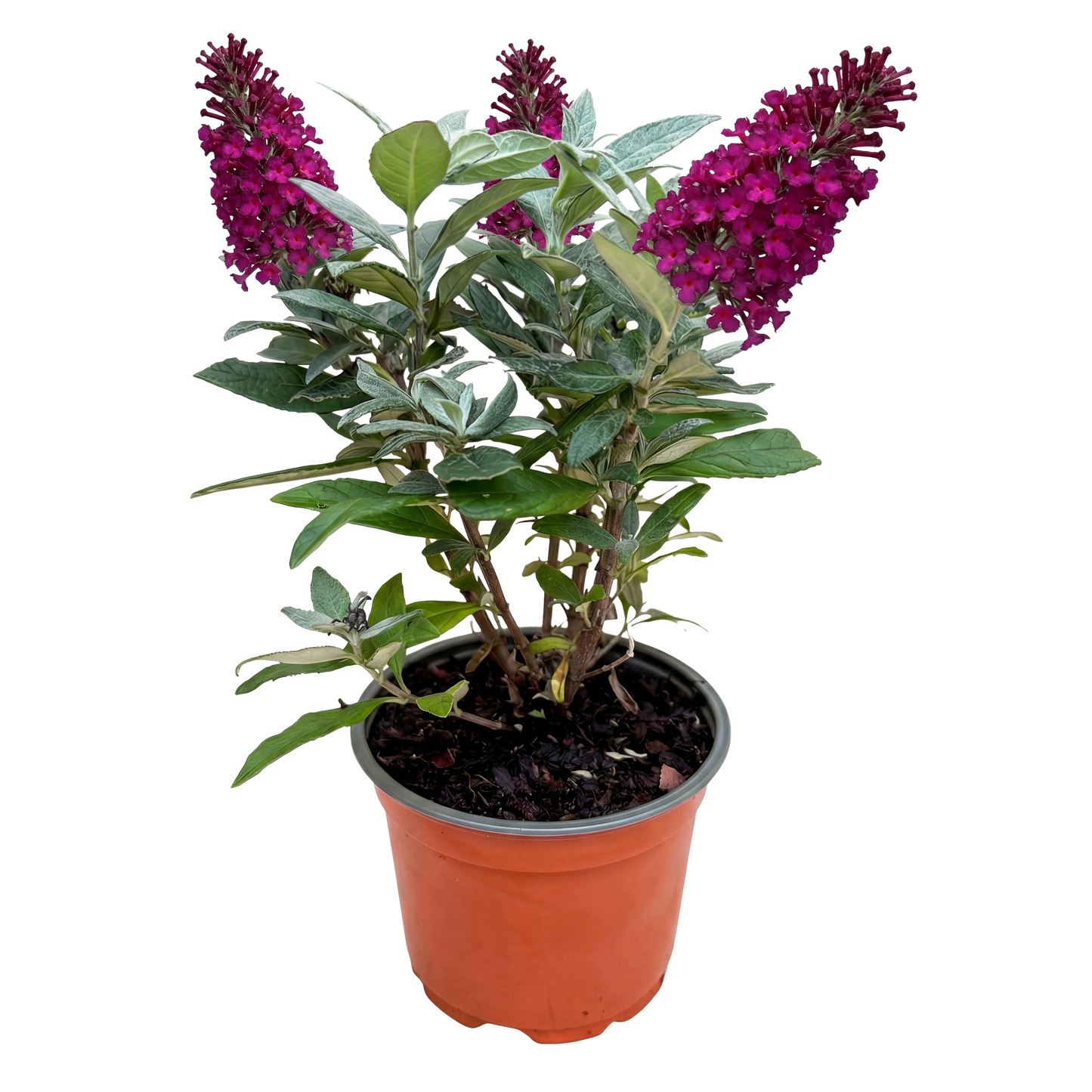 Green boutiQ - Tuinplant - Buddleja davidii Butterfly Candy Little Ruby - Vlinderstruik - Compact - Rood - 1 Plant - Pot 12cm - Hoogte 20-25cm