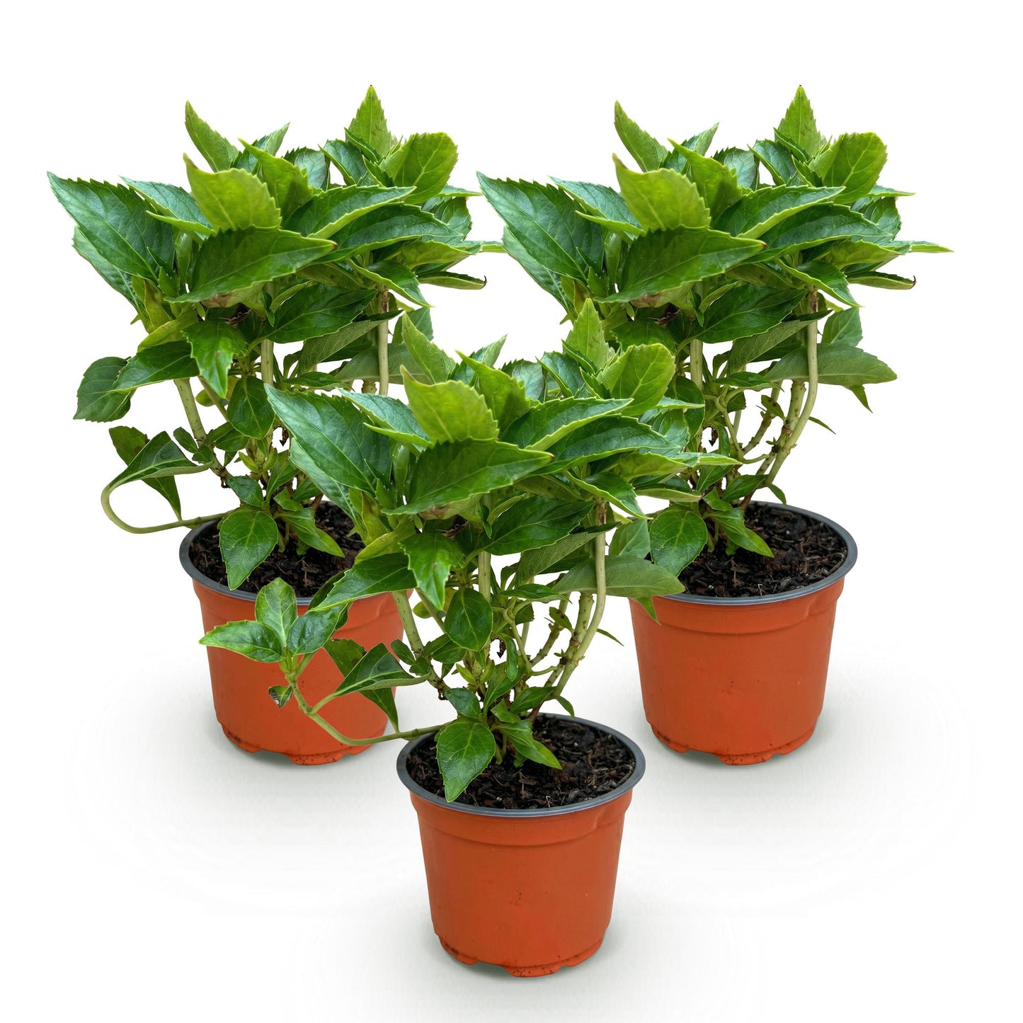Green boutiQ - Tuinplant - Hydrangea macrophylla Tricolour - Hortensia - Winterhard - Roze-Blauw-Wit - 3 Planten - Pot 12cm - Hoogte Hoogte 20-30cm