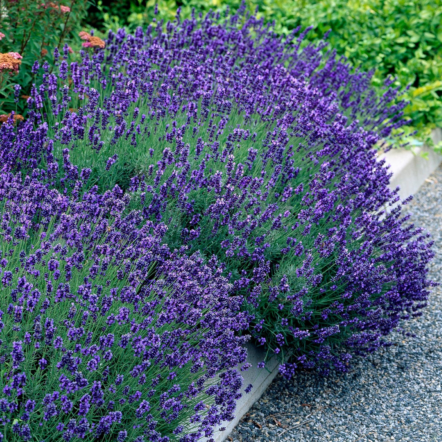 Green boutiQ - Tuinplant - Lavandula angustifolia Hidcote - Lavendel - Winterhard - Paars - 1 Plant - Pot 12cm - Hoogte 15-25cm