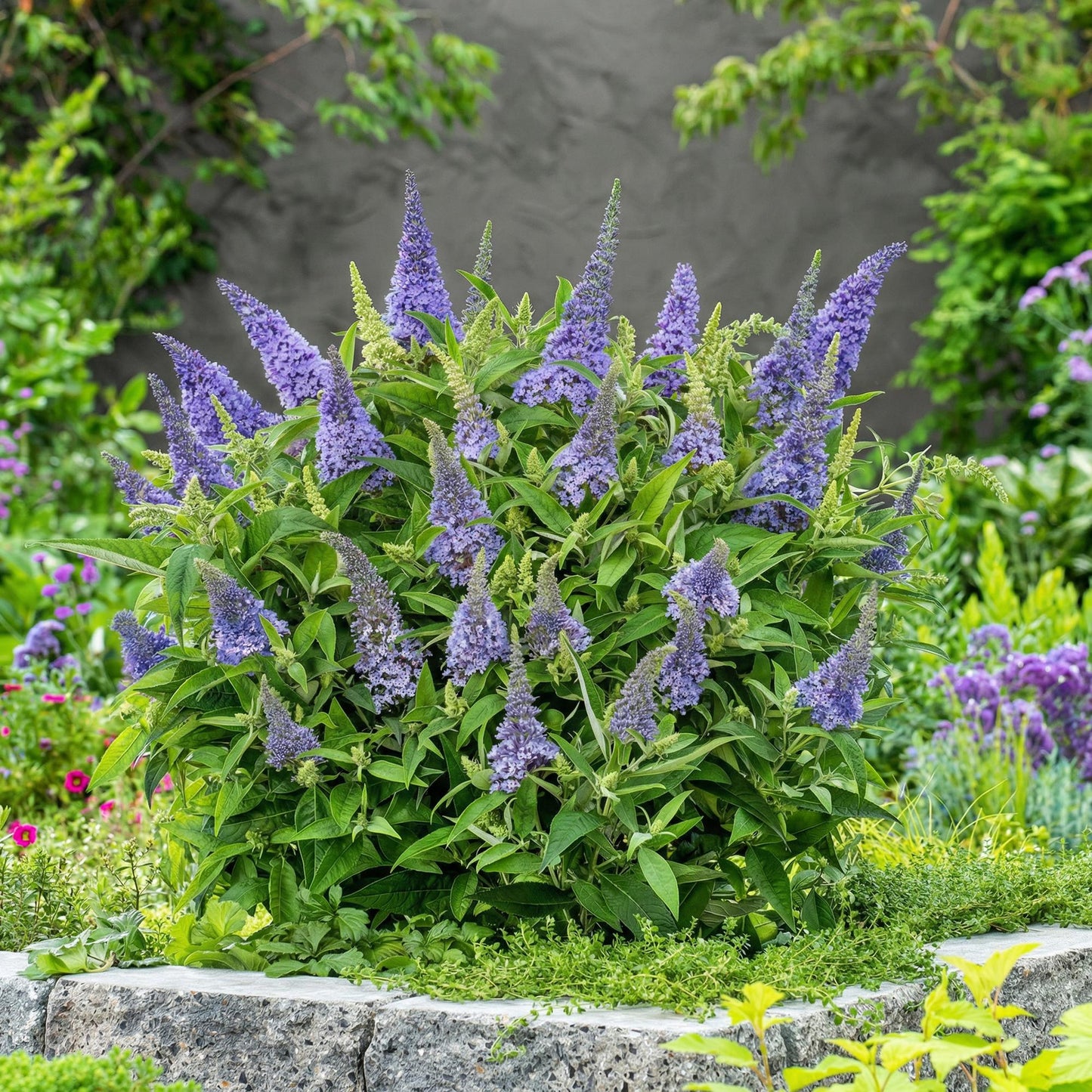 Green boutiQ - Tuinplant - Buddleja davidii Butterfly Candy Little Lila - Vlinderstruik - Compact - Lila - 1 Plant - Pot 12cm - Hoogte 20-25cm