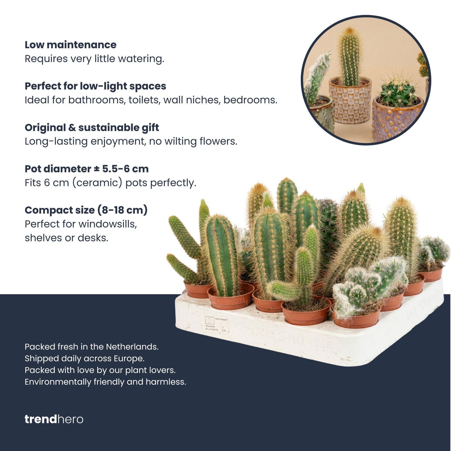 Cactussen set van 3 met rode mini-pot - Mix van levende cactussen - ↑ 8-12 cm
