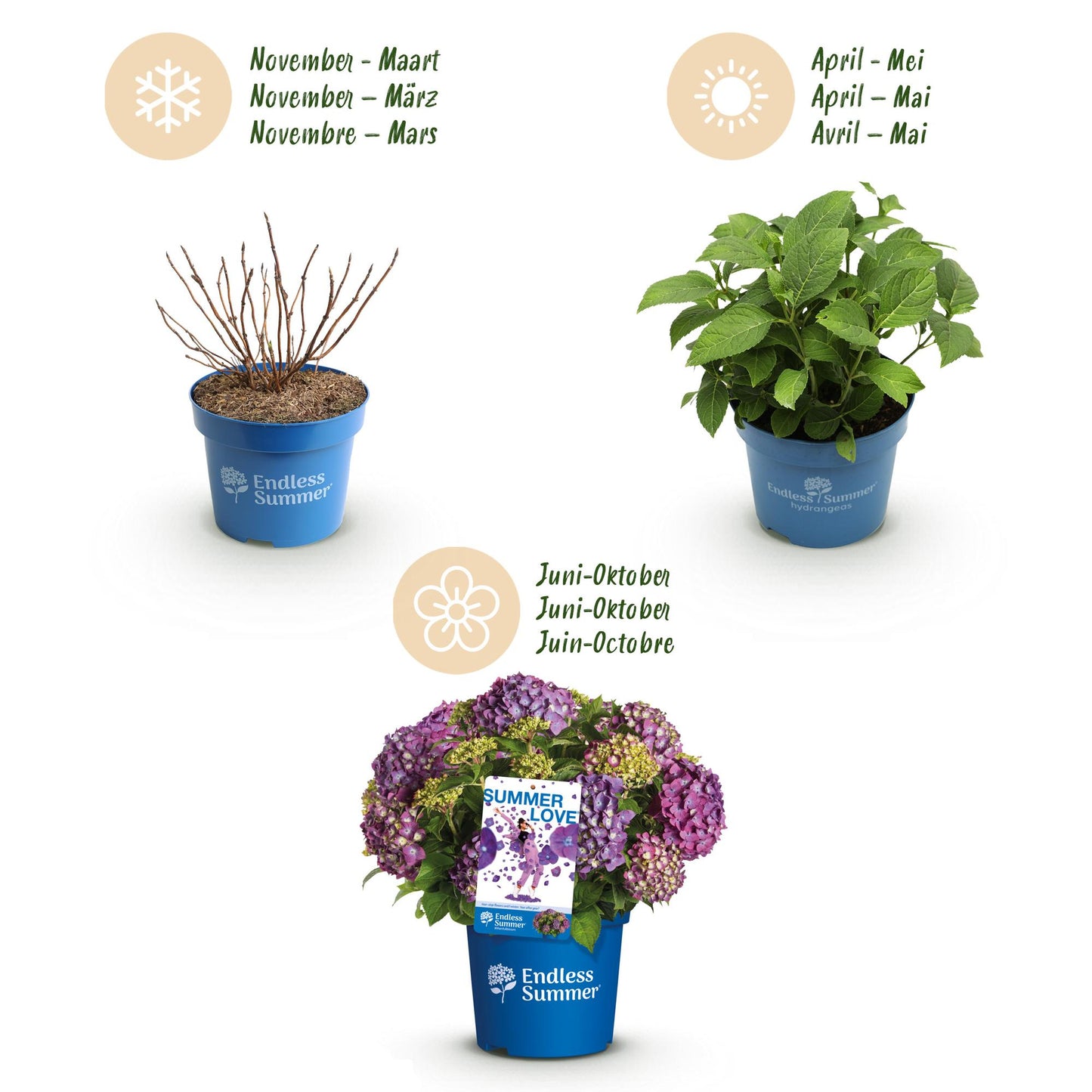 Green boutiQ - Tuinplant - Hydrangea Endles Summer Summer Love Purple - Hortensia - Winterhard - Paars - 2 Planten - Pot 14cm - Hoogte 20-25cm