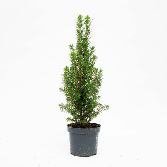 3x Mini Christmas Tree - Picea Glauca Perfecta - 25-30 cm
