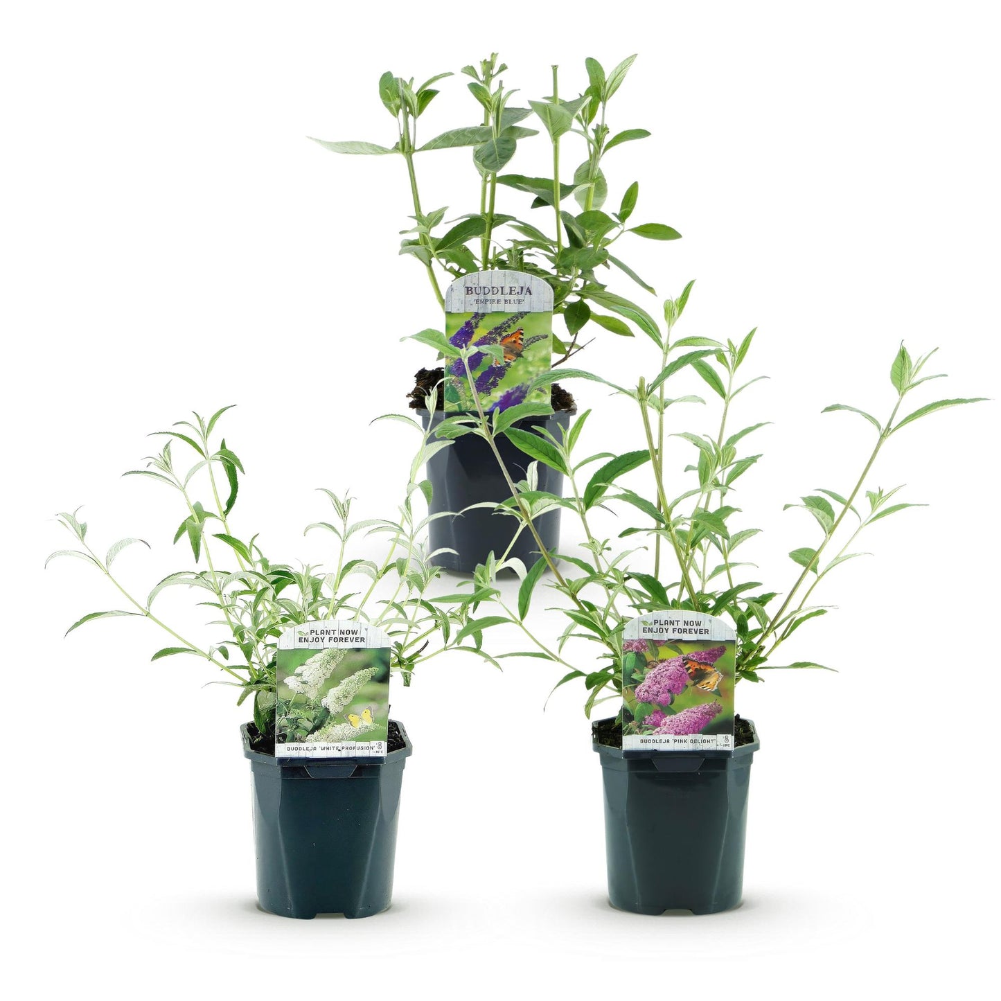 Green boutiQ - Tuinplant - Buddleja davidii Tricolour - Vlinderstruik - Winterhard - Blauw - Roze - Wit - 3 Planten - Pot 17cm - Hoogte 45cm