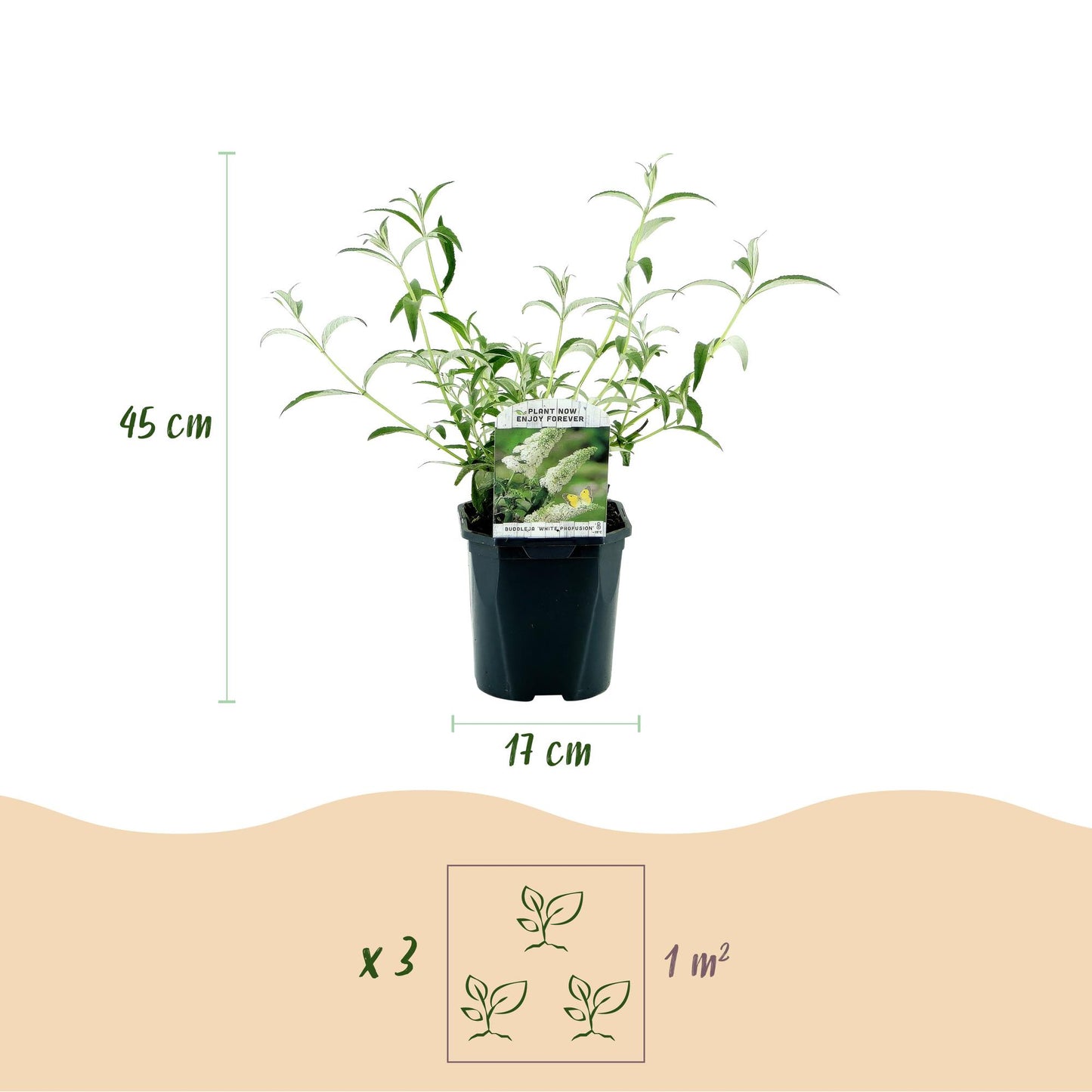 Green boutiQ - Tuinplant - Buddleja davidii Tricolour - Vlinderstruik - Winterhard - Blauw - Roze - Wit - 3 Planten - Pot 17cm - Hoogte 45cm