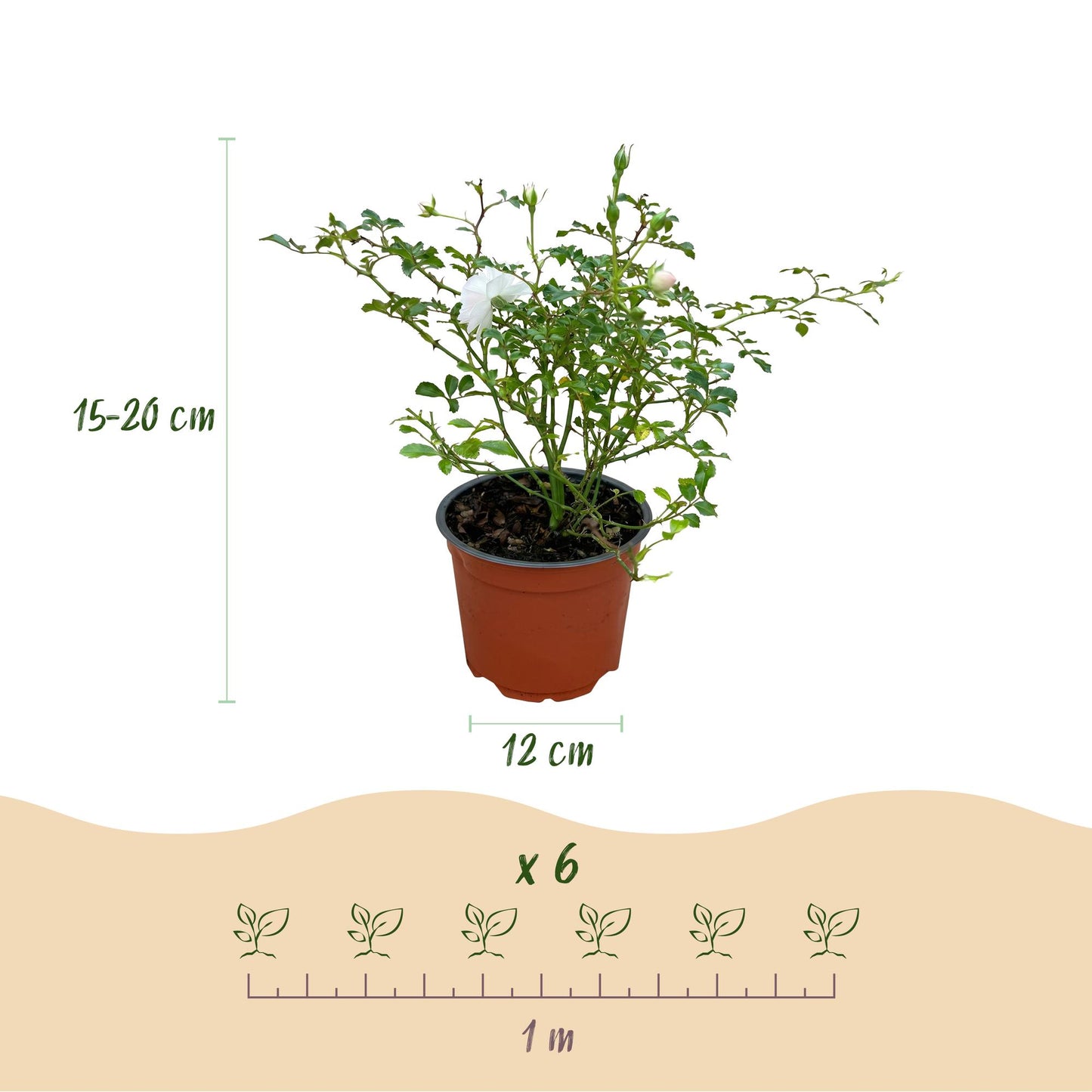 Green boutiQ - Tuin Roos - Rosa White Fairy - Roos - Winterhard - Wit - 1 Plant - Pot 12cm - Hoogte Hoogte 20-25cm