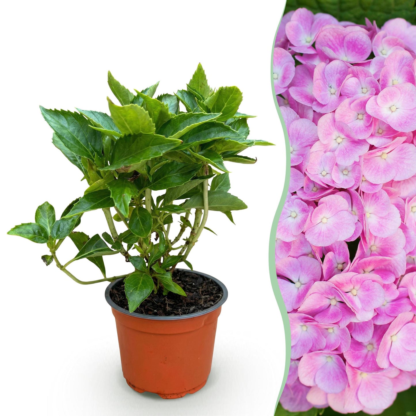Green boutiQ - Tuinplant - Hydrangea macrophylla Roze - Hortensia - Winterhard - Roze - 1 Plant - Pot 12cm - Hoogte Hoogte 20-30cm
